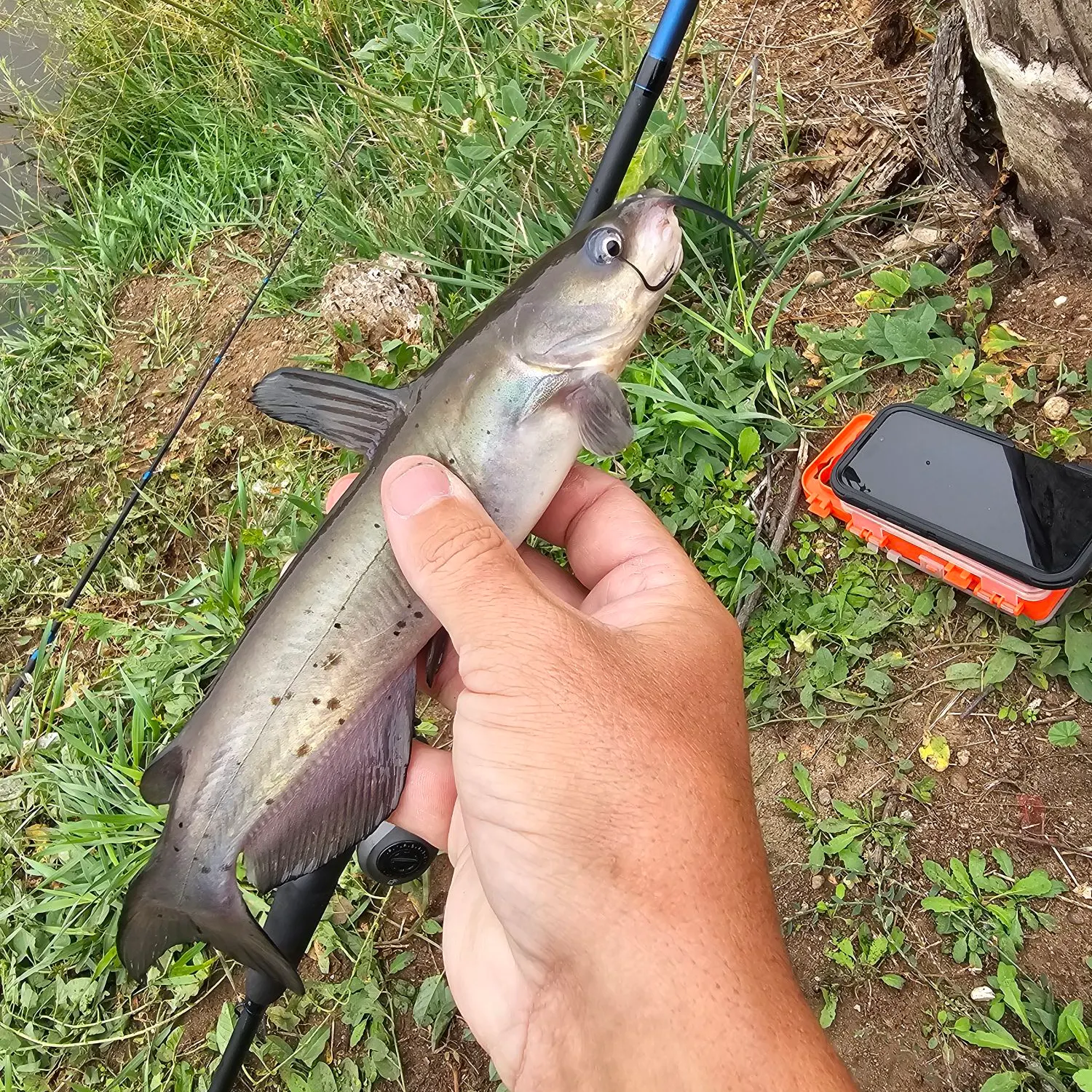 Channel catfish caught on Fishbrain