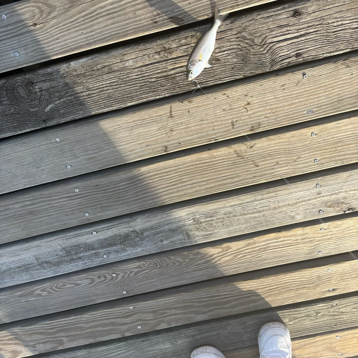 Bluefish caught on Fishbrain