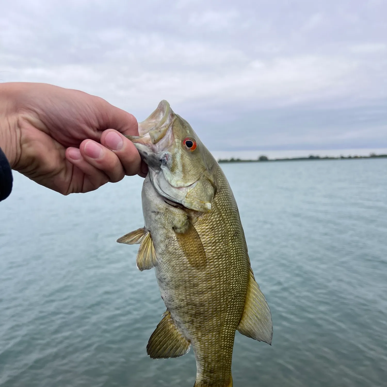 Smallmouth bass caught on Fishbrain