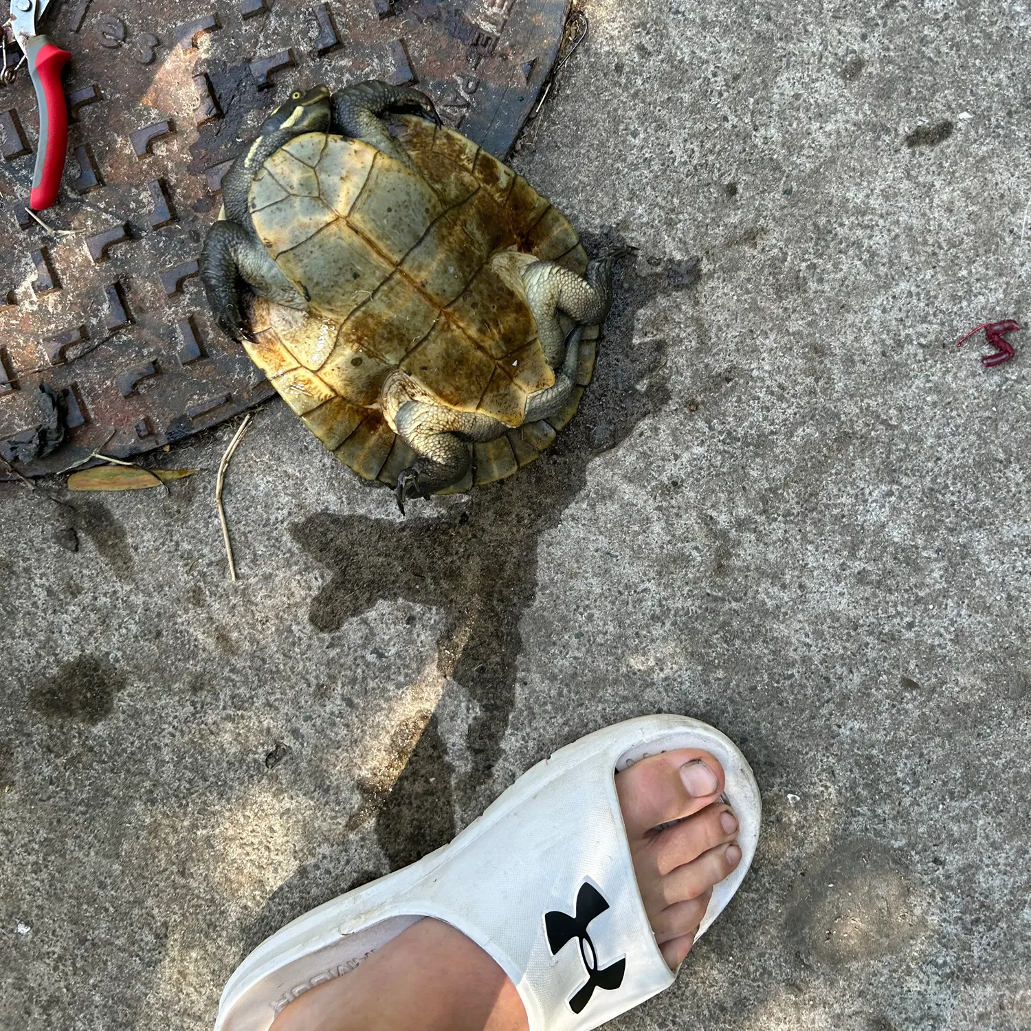 Pond slider turtle caught on Fishbrain