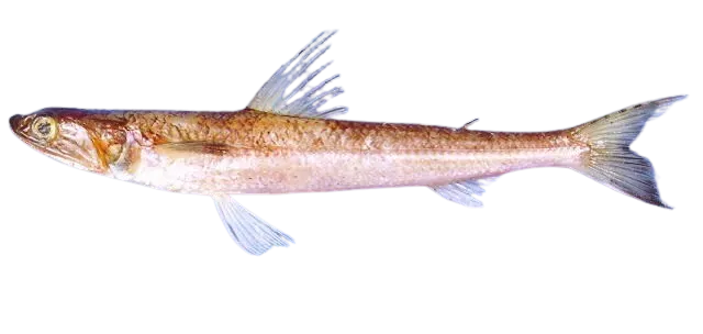 Brushtooth lizardfish