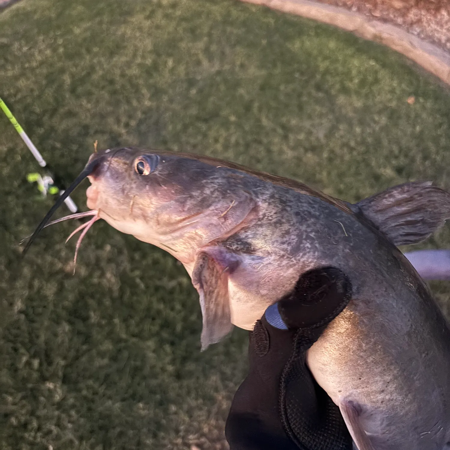 Channel catfish caught on Fishbrain