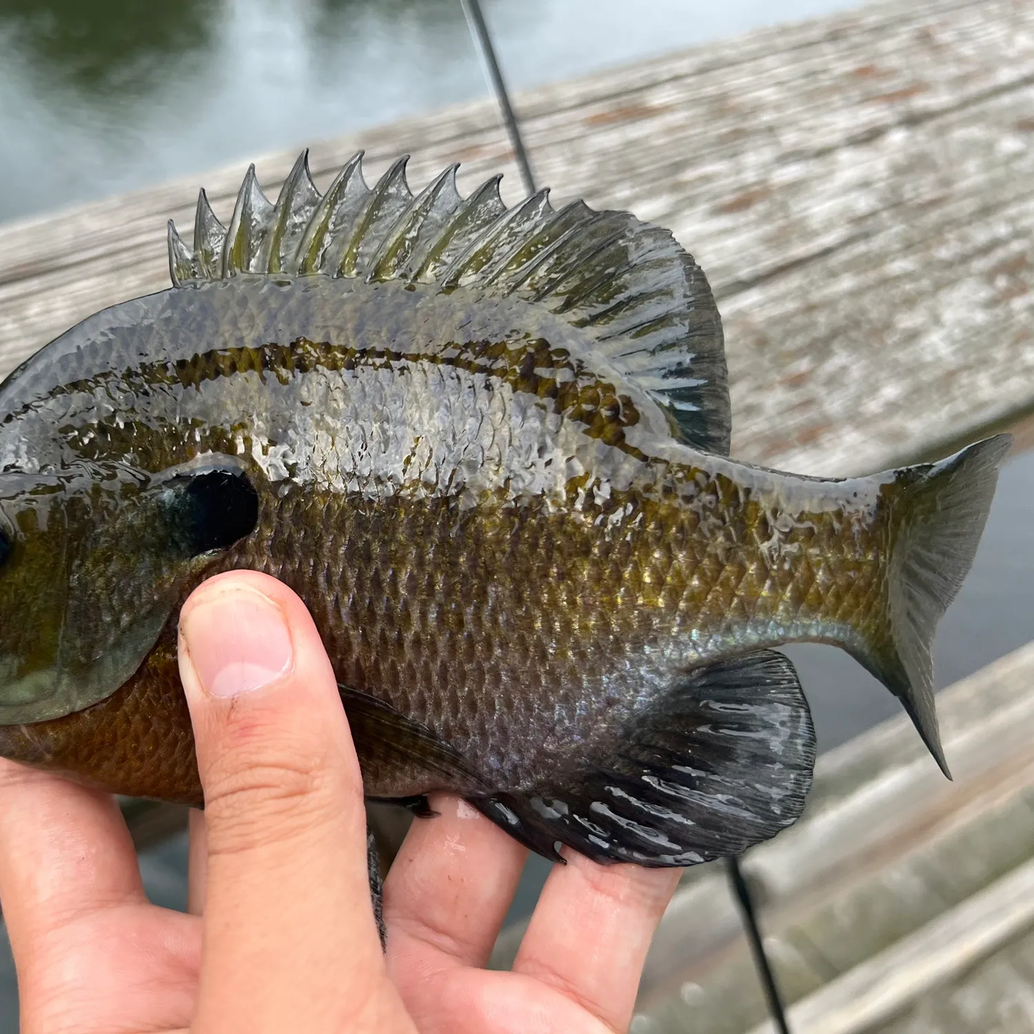 Bluegill caught on Fishbrain
