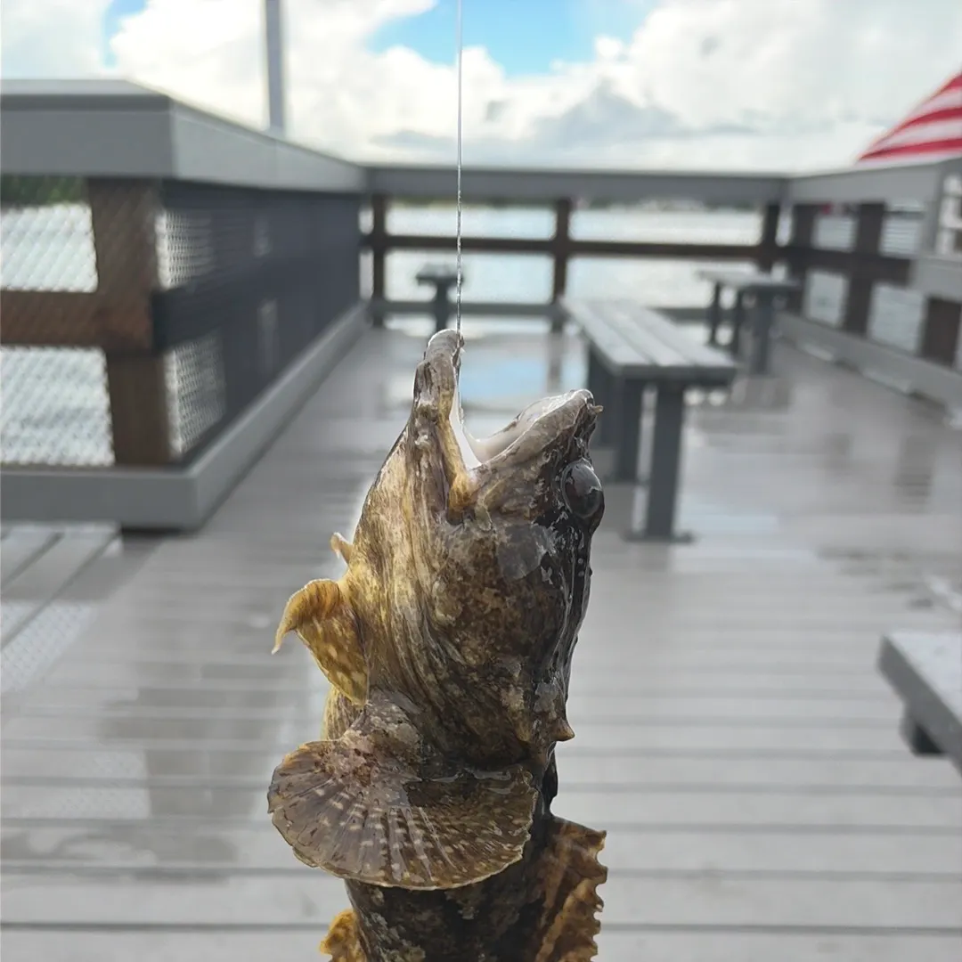 Oyster toadfish caught on Fishbrain