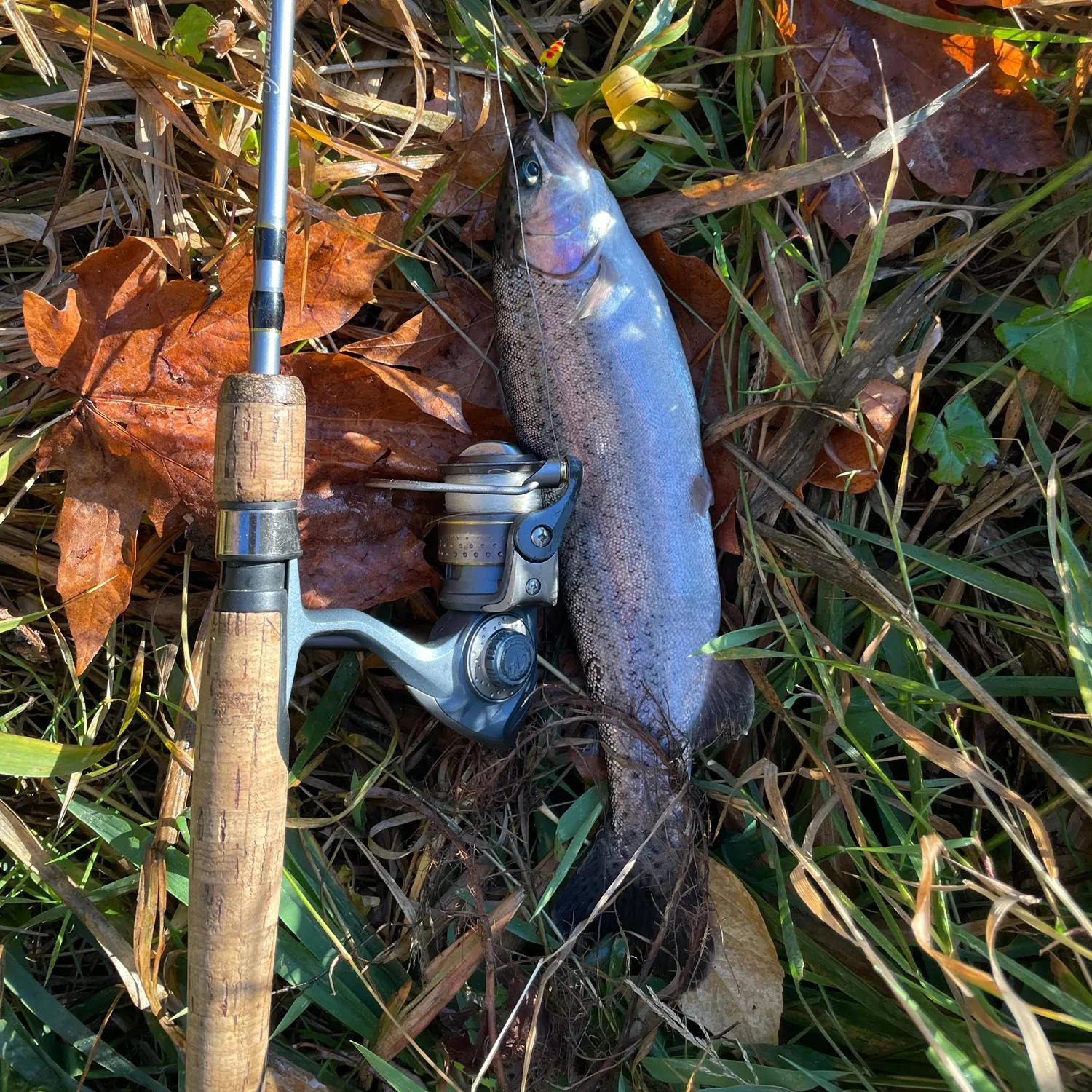 Rainbow trout caught on Fishbrain