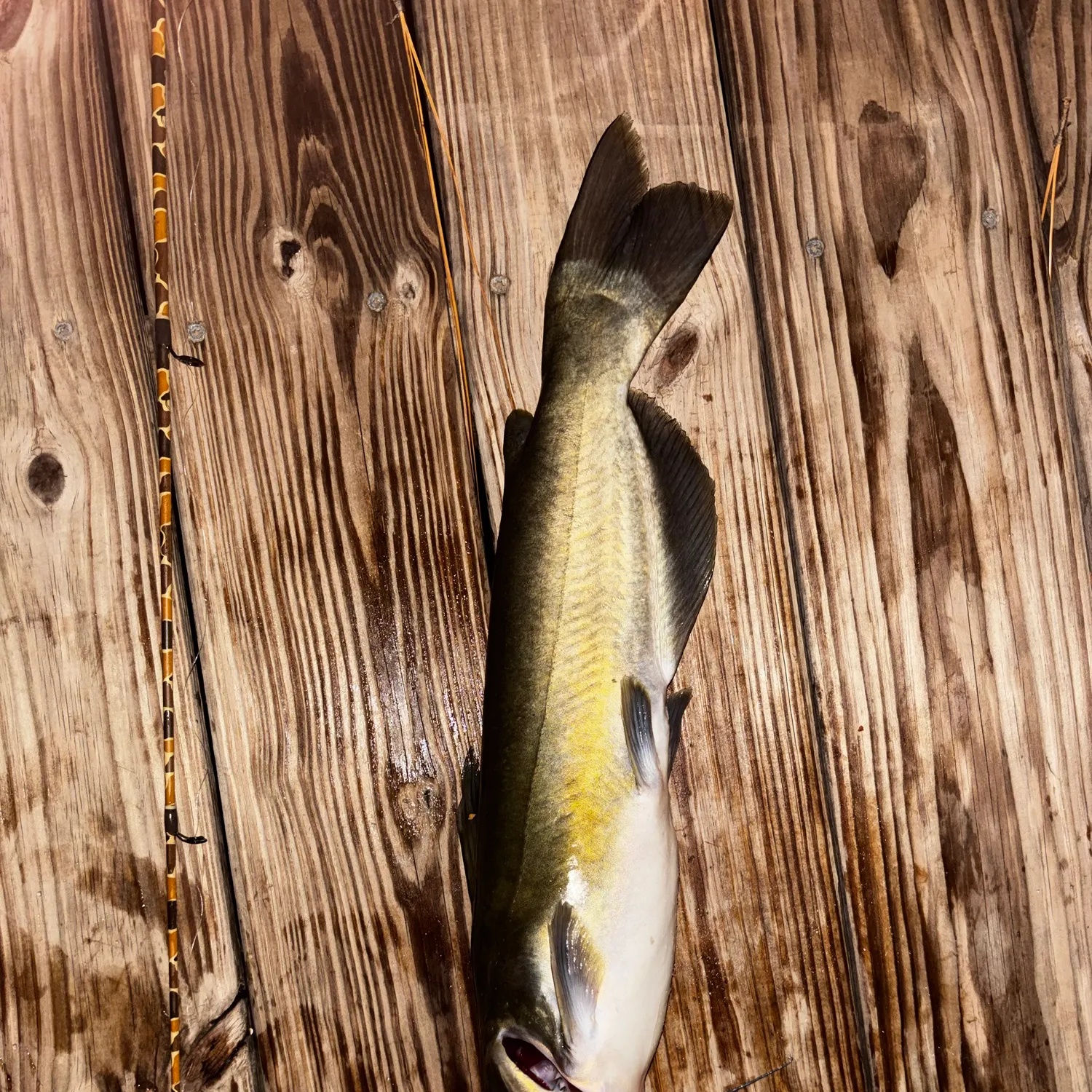 Channel catfish caught on Fishbrain