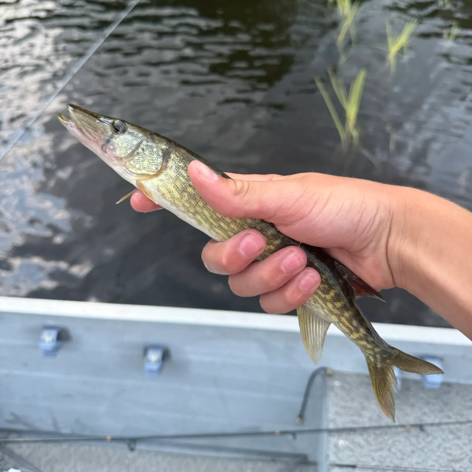 The most recent Chain pickerel catches on Fishbrain