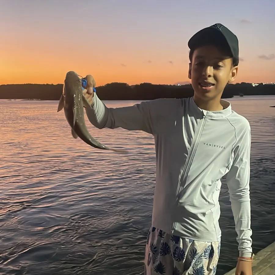 The most recent North African catfish catches on Fishbrain