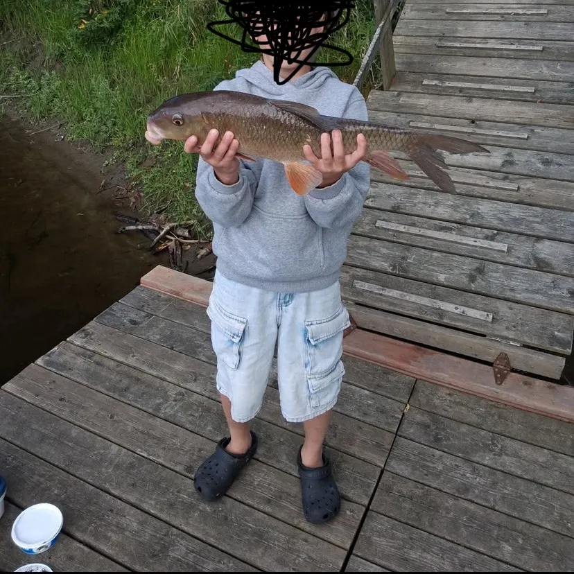 Silver redhorse caught on Fishbrain