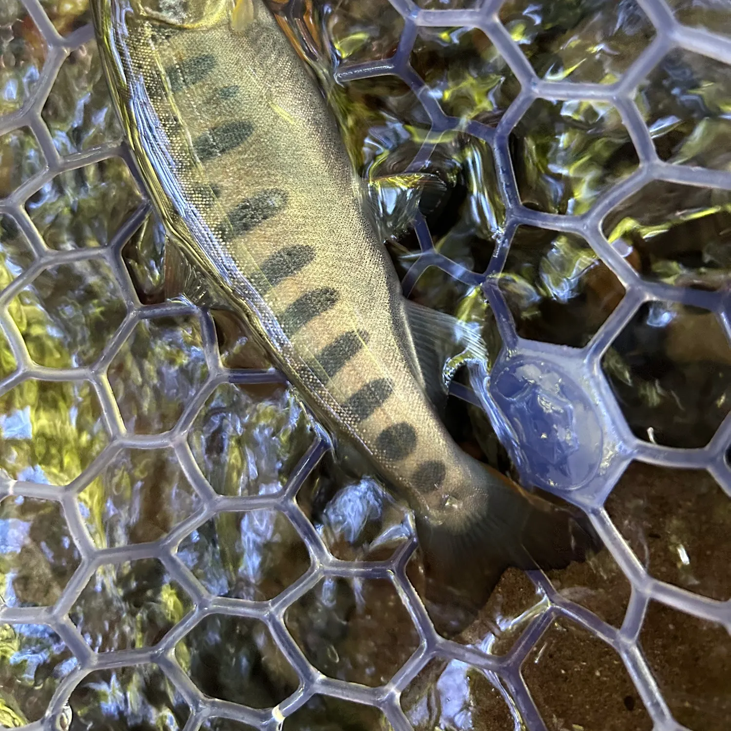 The most recent Cherry salmon catches on Fishbrain