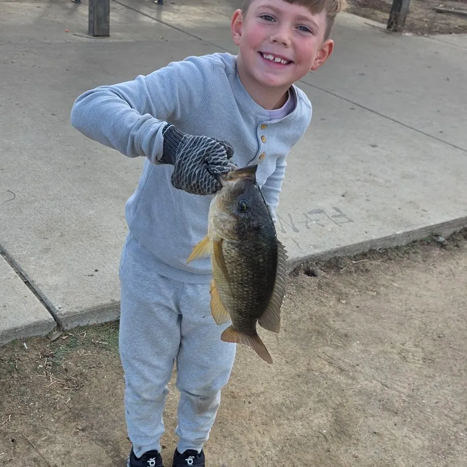 The most recent Blue tilapia catches on Fishbrain