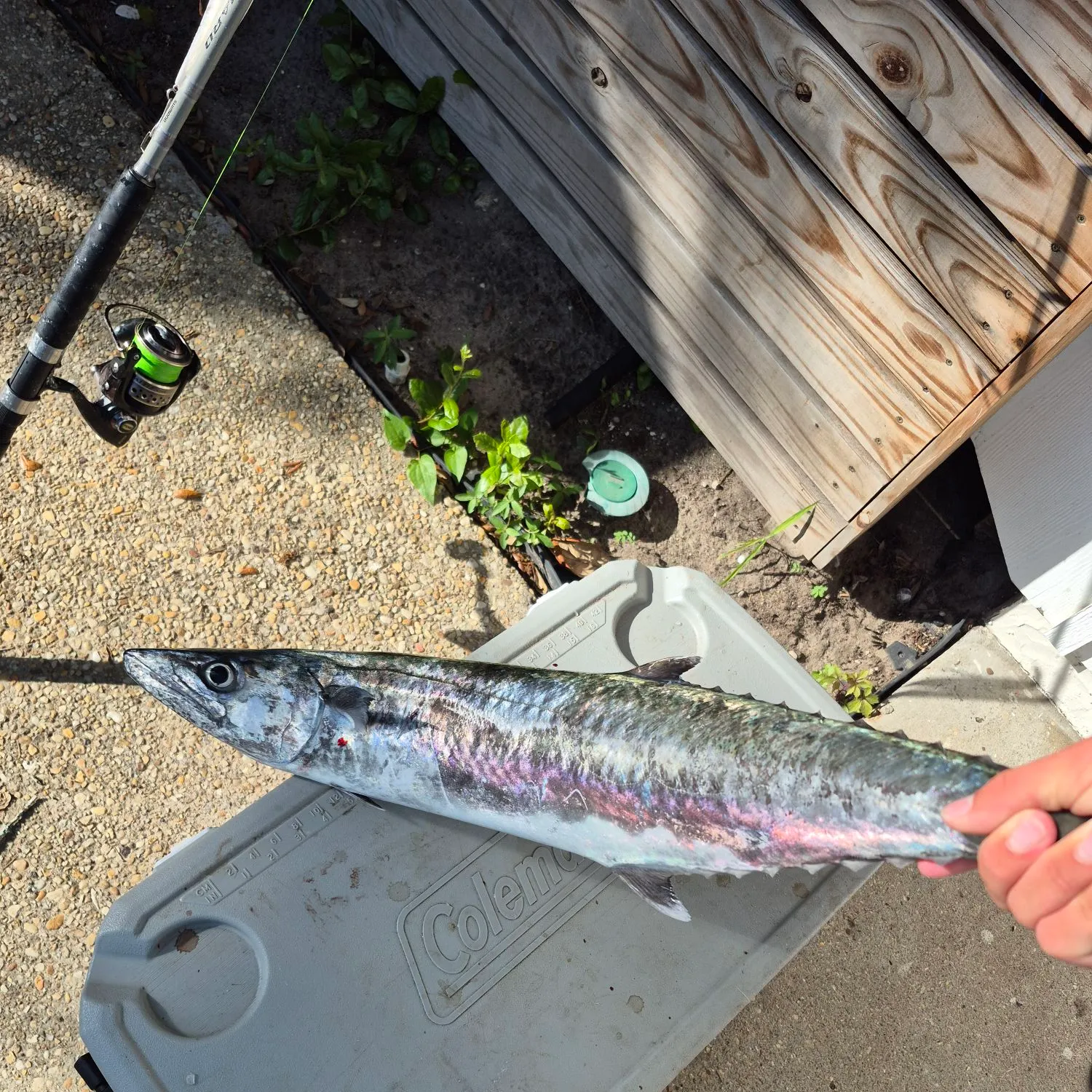 The most recent King mackerel catches on Fishbrain