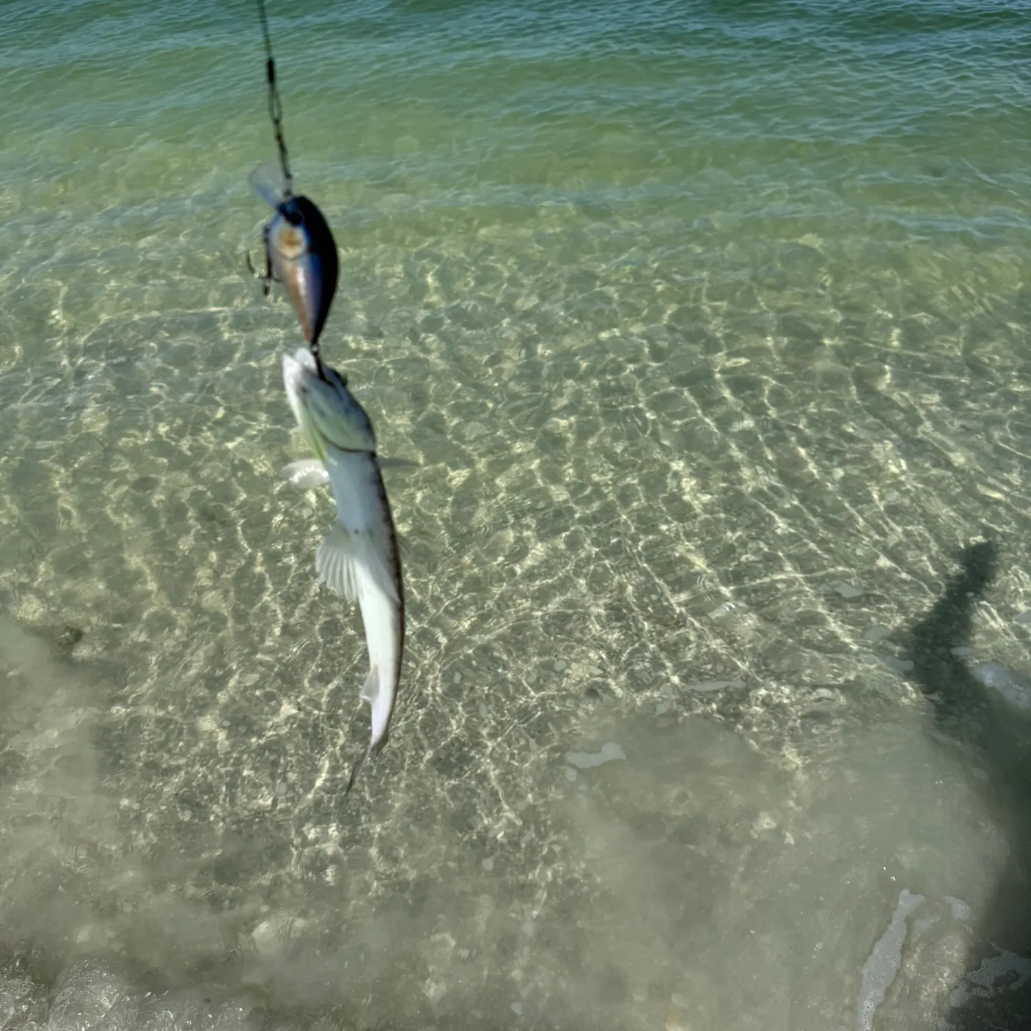 The most recent Inshore lizardfish catches on Fishbrain