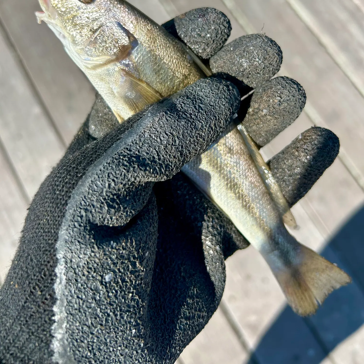 The most recent Northern kingcroaker catches on Fishbrain