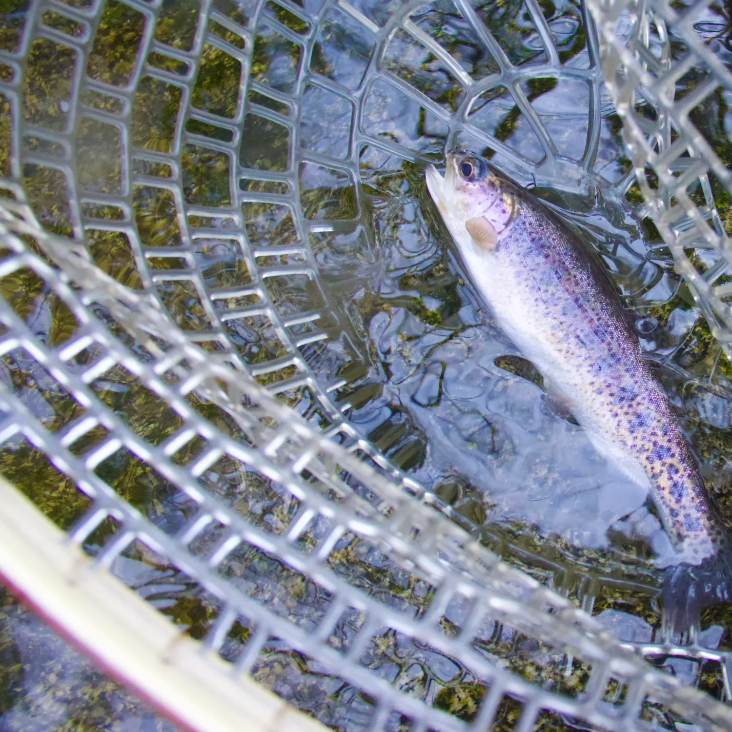 The most recent Cutbow catches on Fishbrain