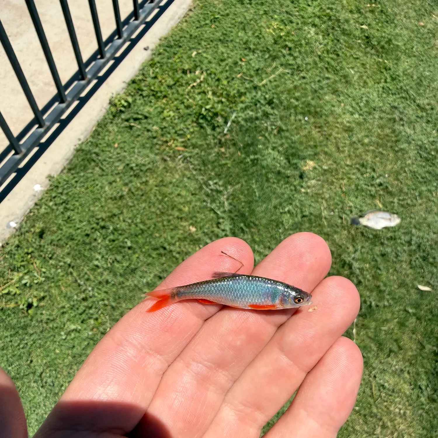 The most recent Red shiner catches on Fishbrain