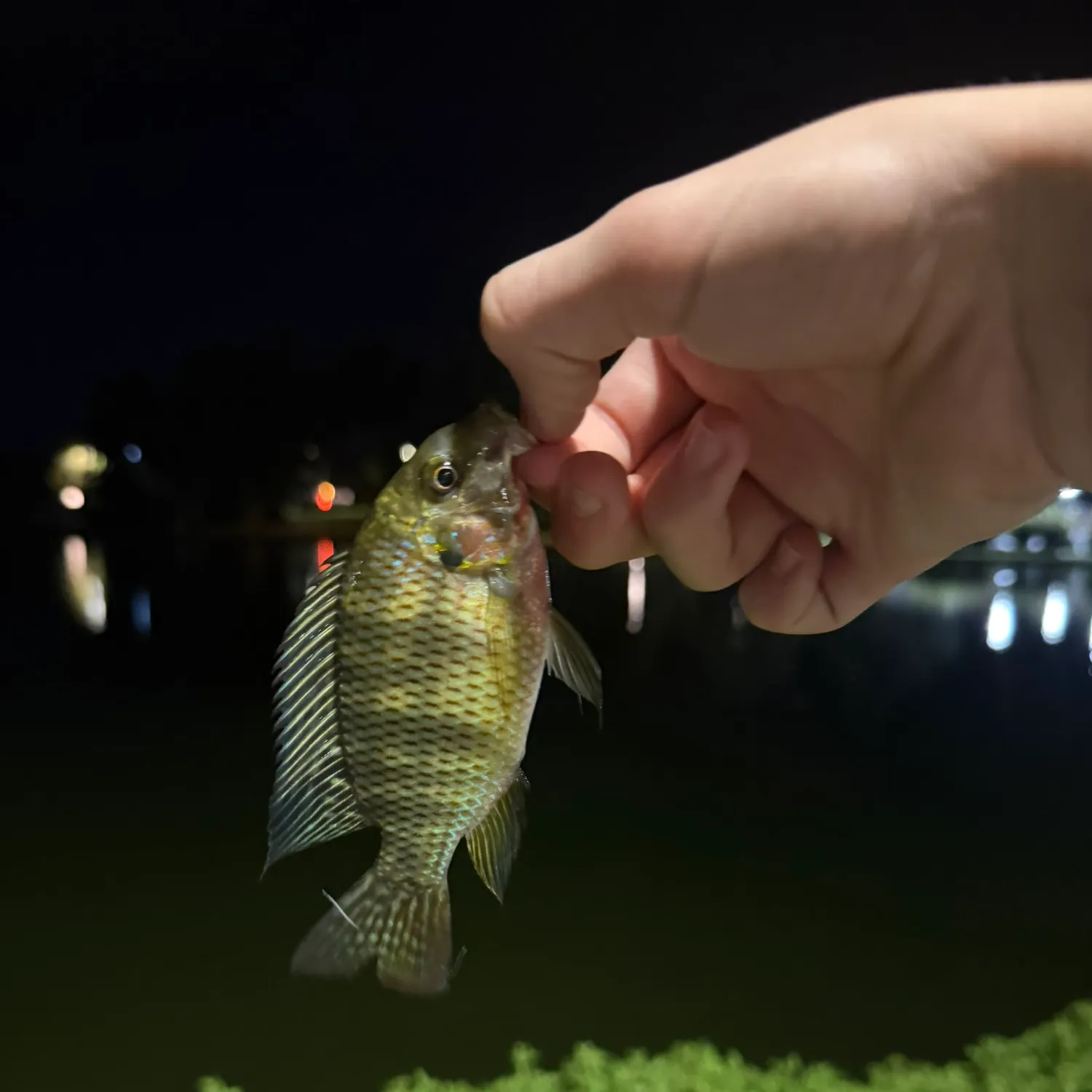 Redbelly tilapia caught on Fishbrain