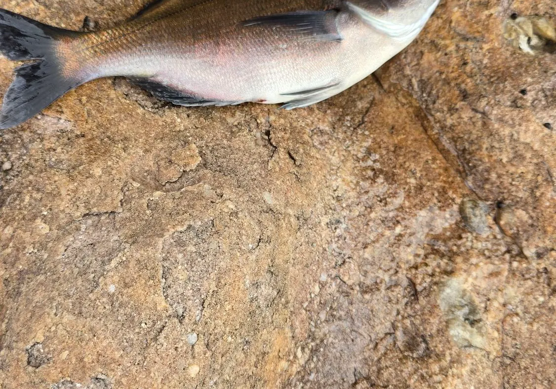 Bronze seabream