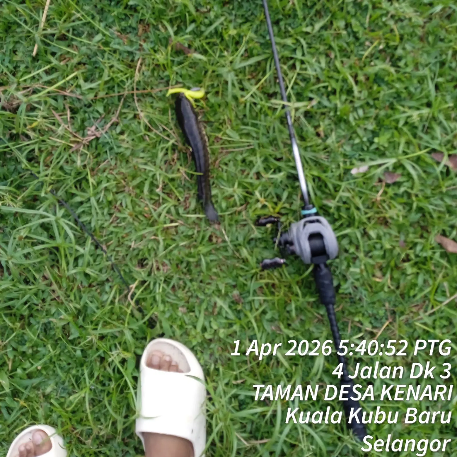 The most recent Striped snakehead catches on Fishbrain