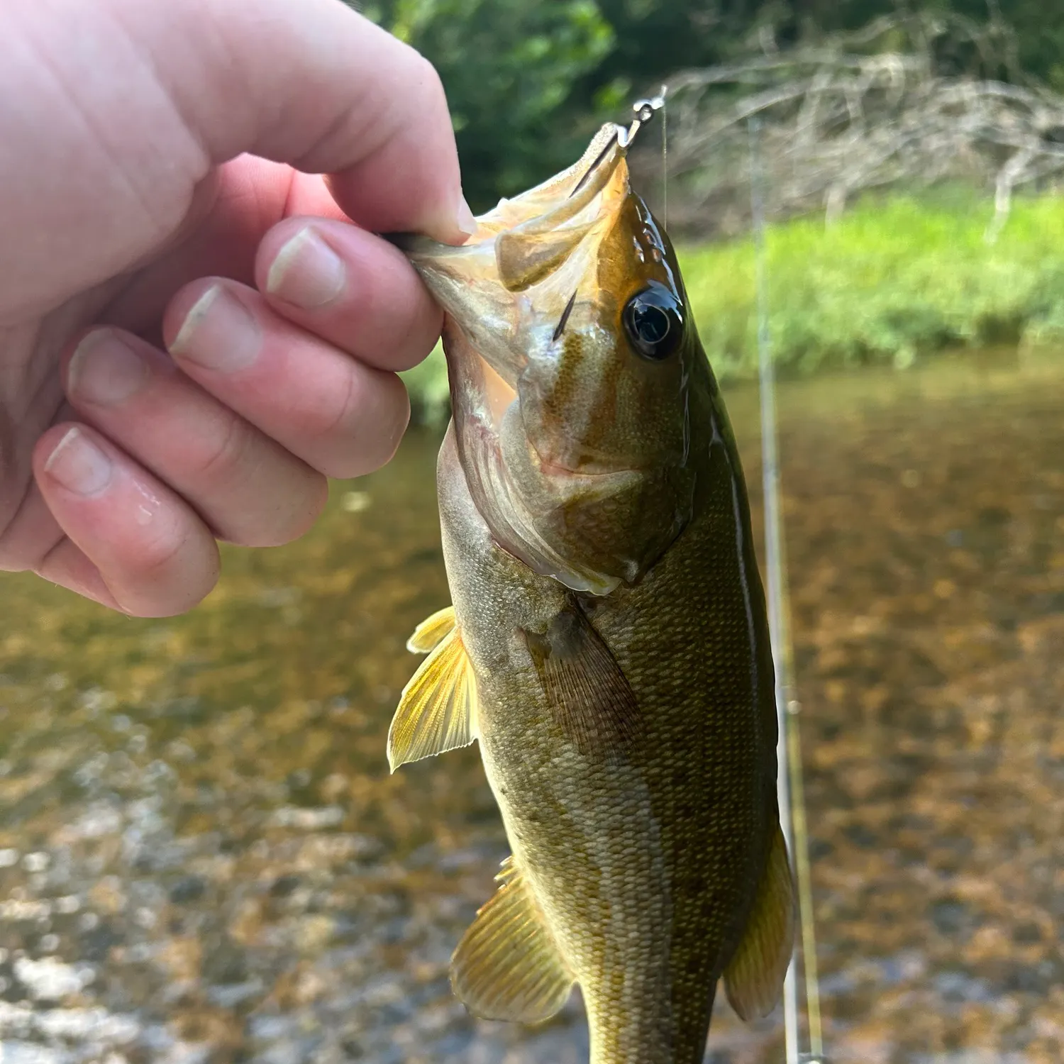 Smallmouth bass caught on Fishbrain