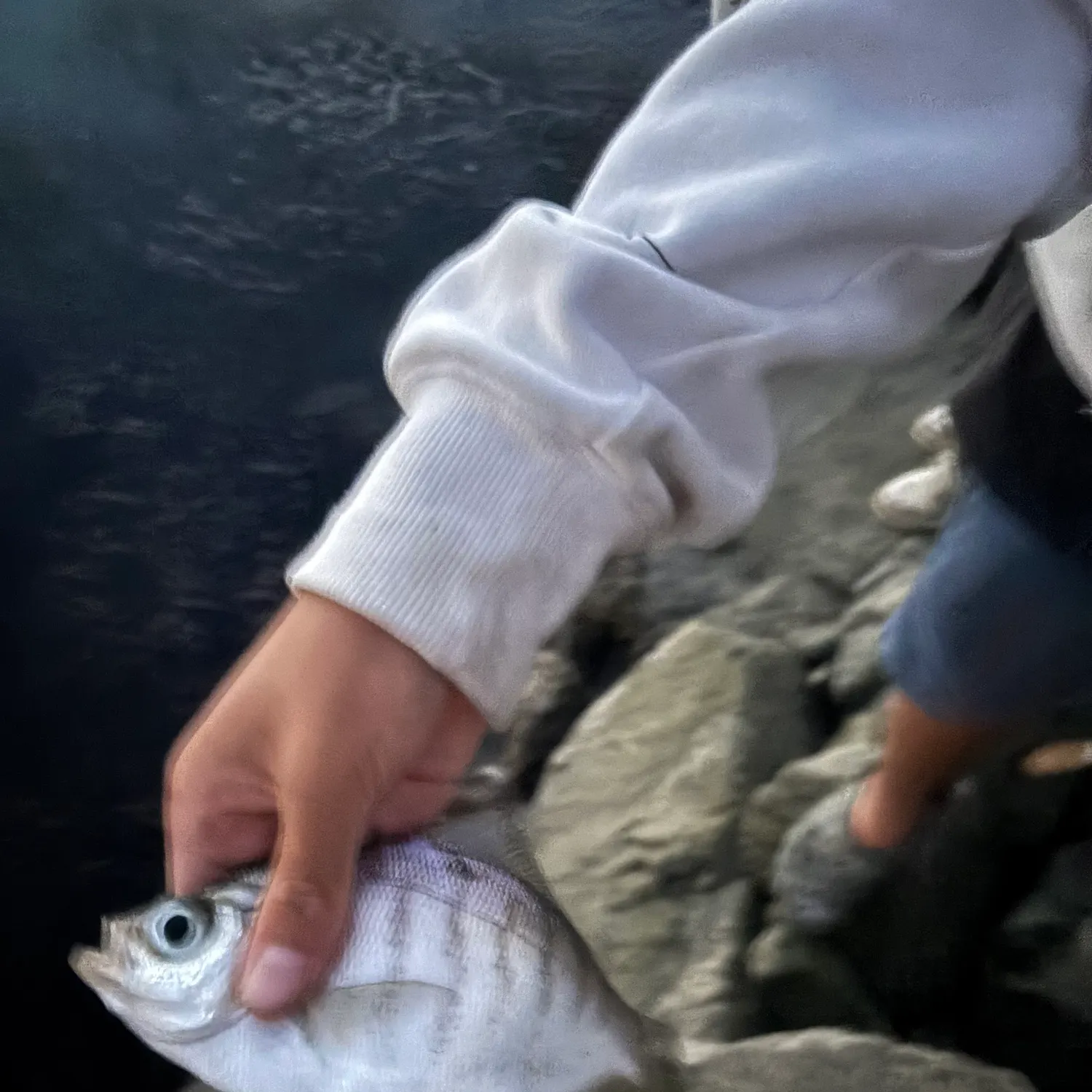 The most recent Walleye surfperch catches on Fishbrain