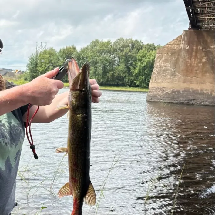 Chain pickerel caught on Fishbrain