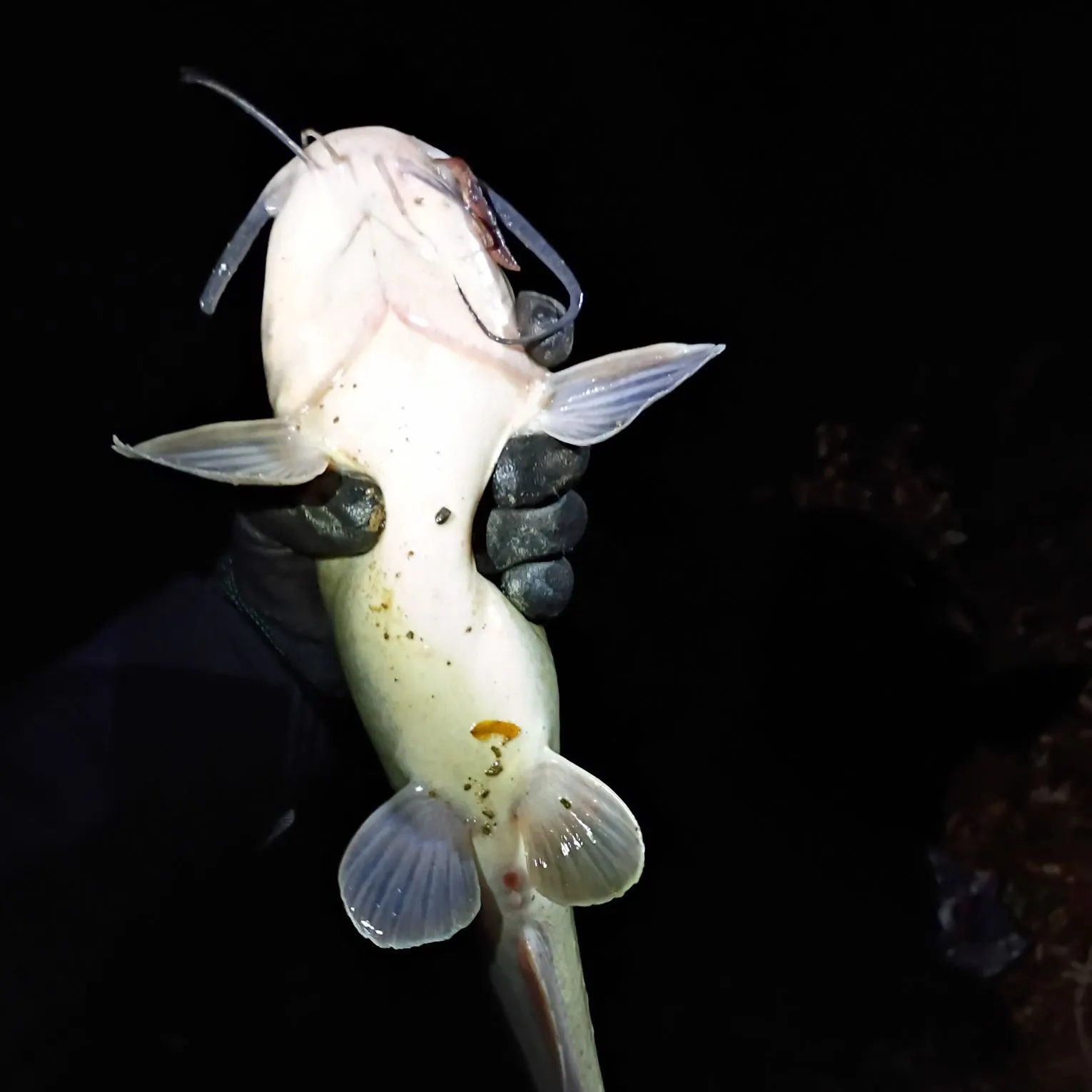 Channel catfish caught on Fishbrain