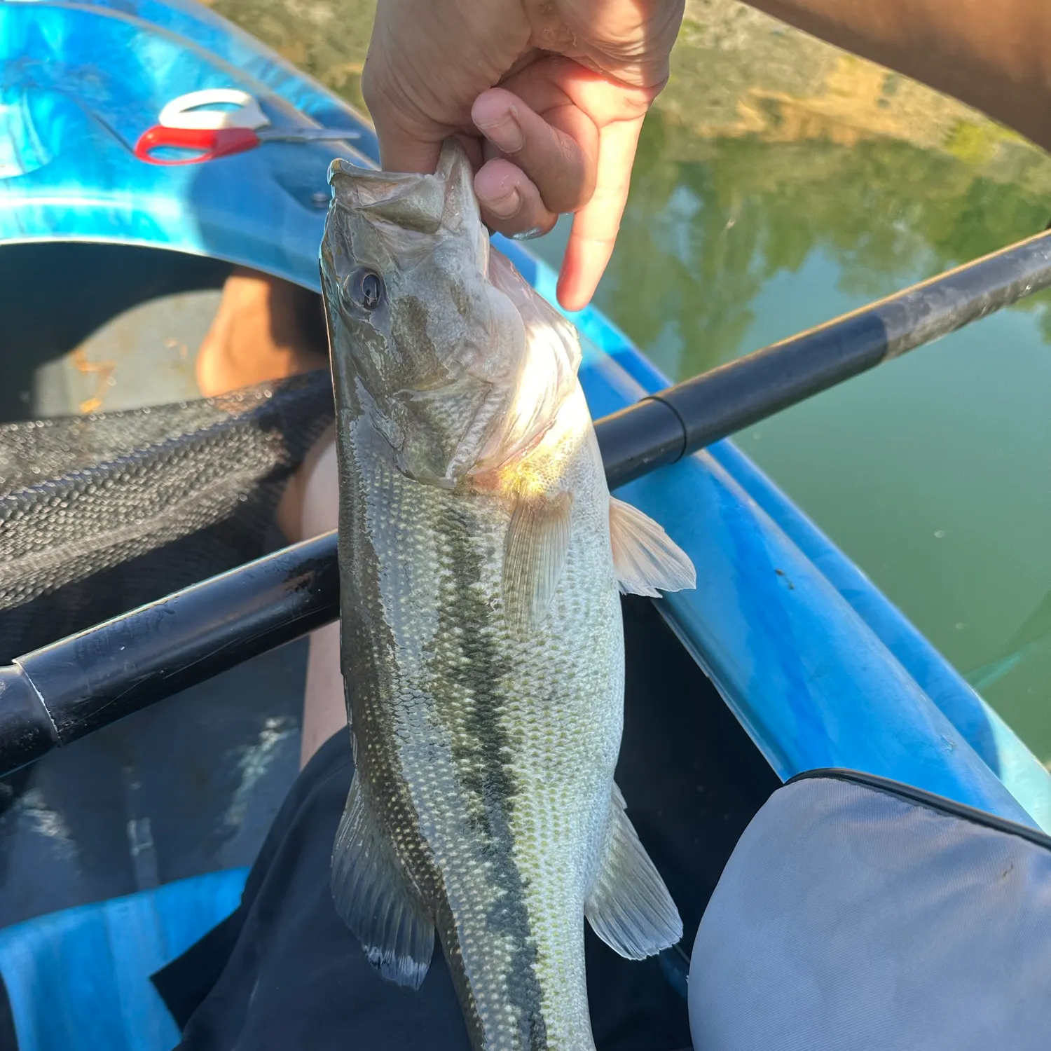 Spotted bass caught on Fishbrain