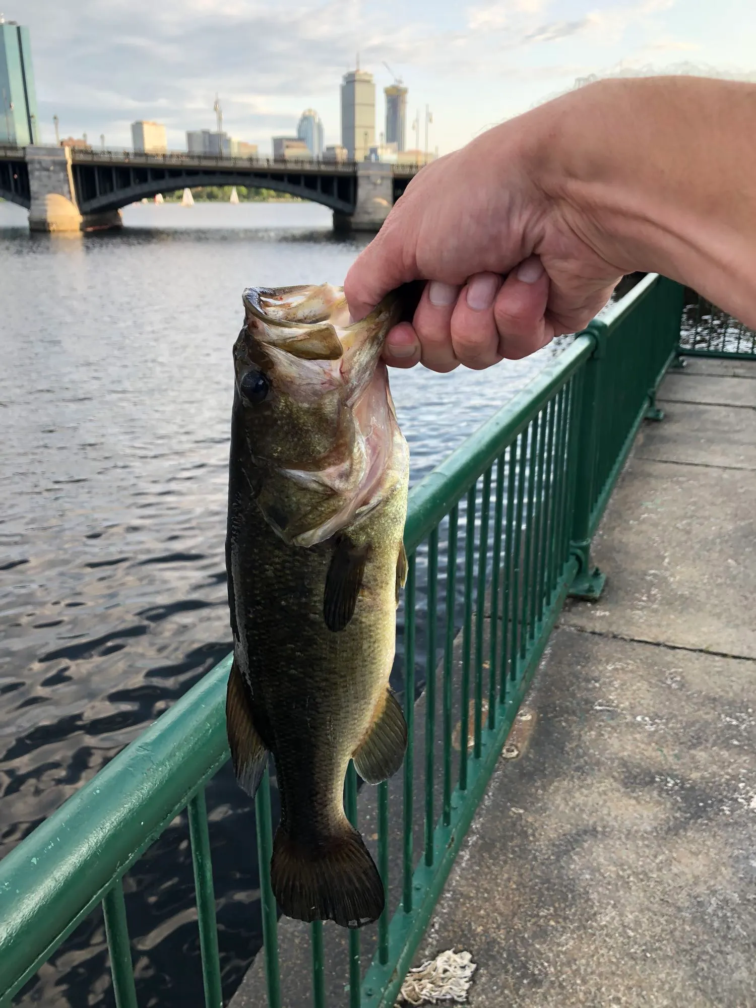 Post image from CARPYCLIFF