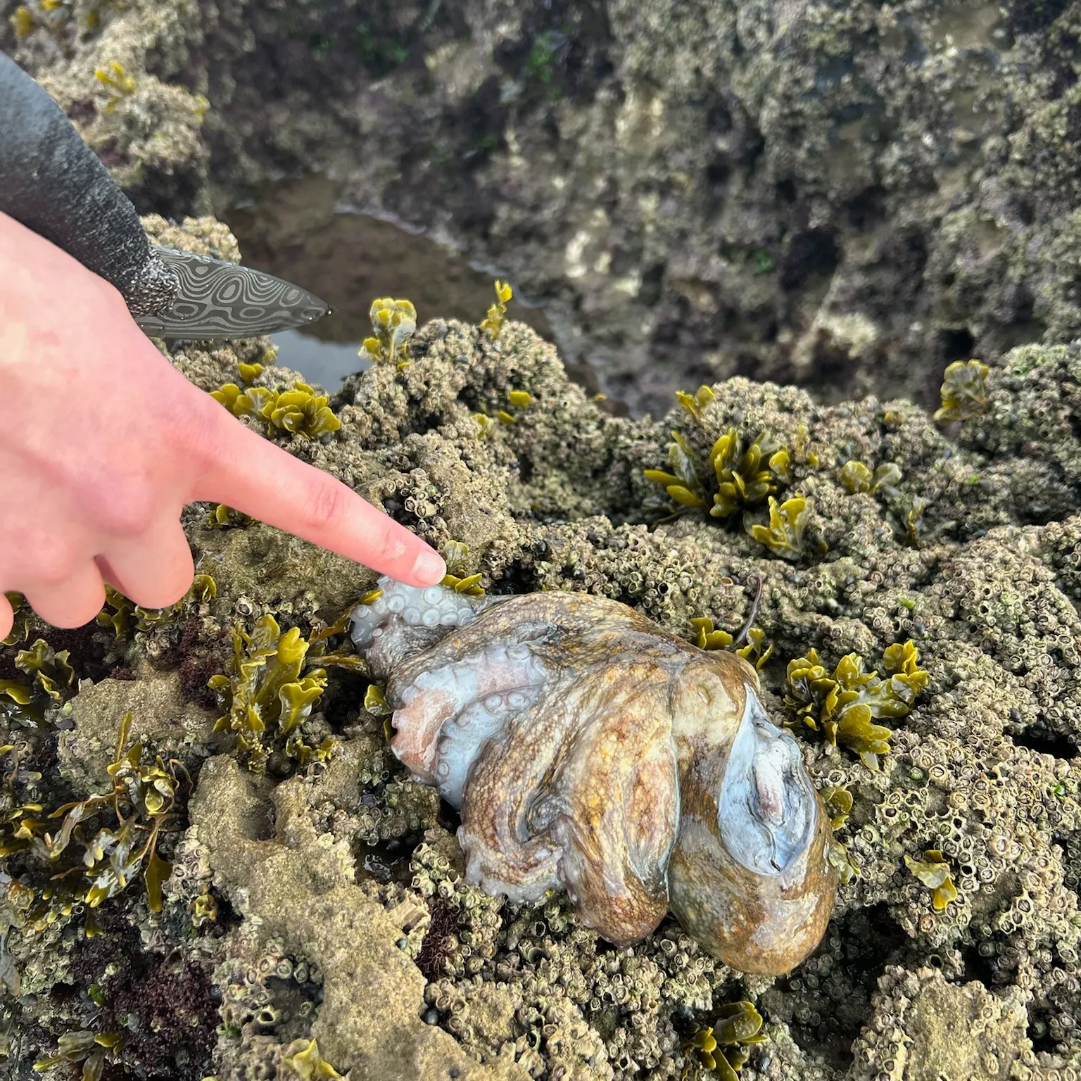 The most recent Common octopus catches on Fishbrain