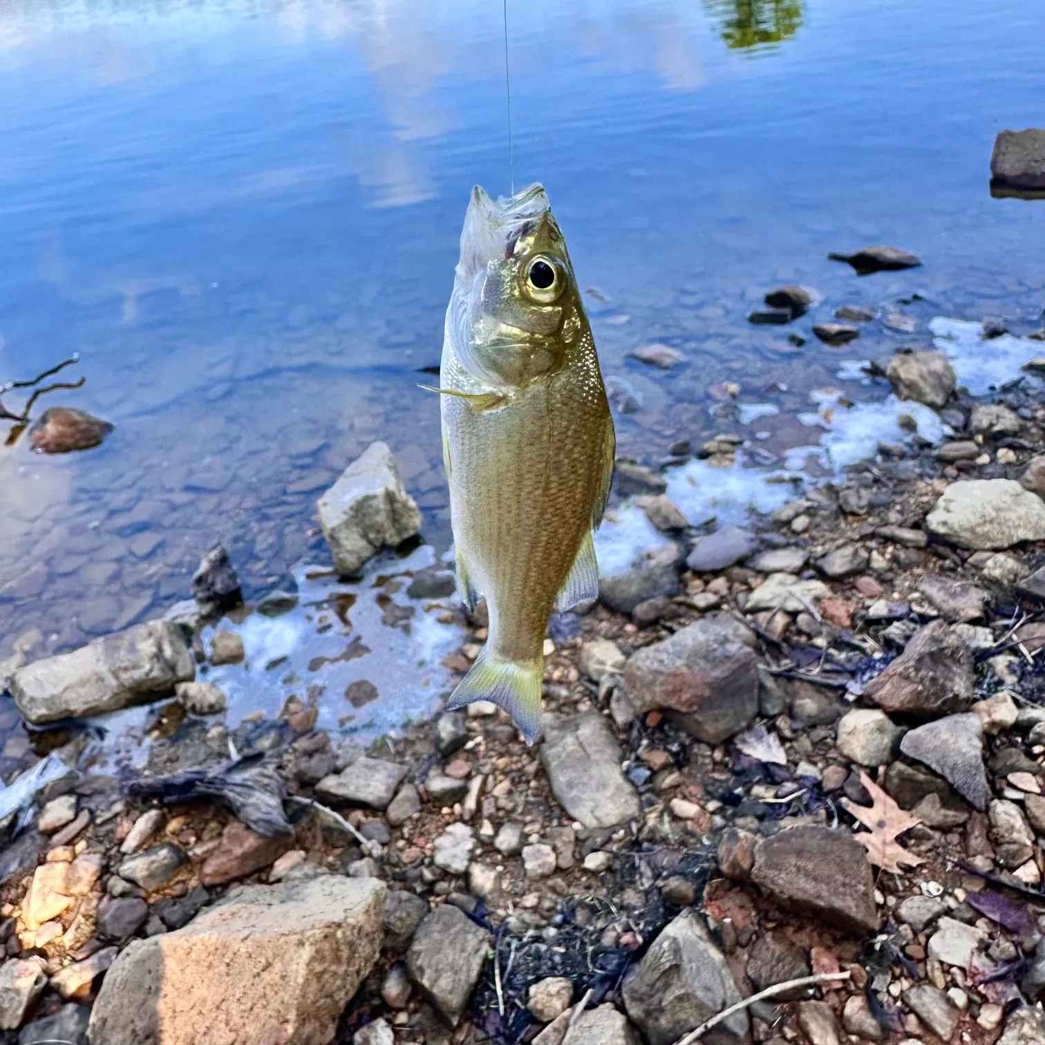 Smallmouth bass caught on Fishbrain