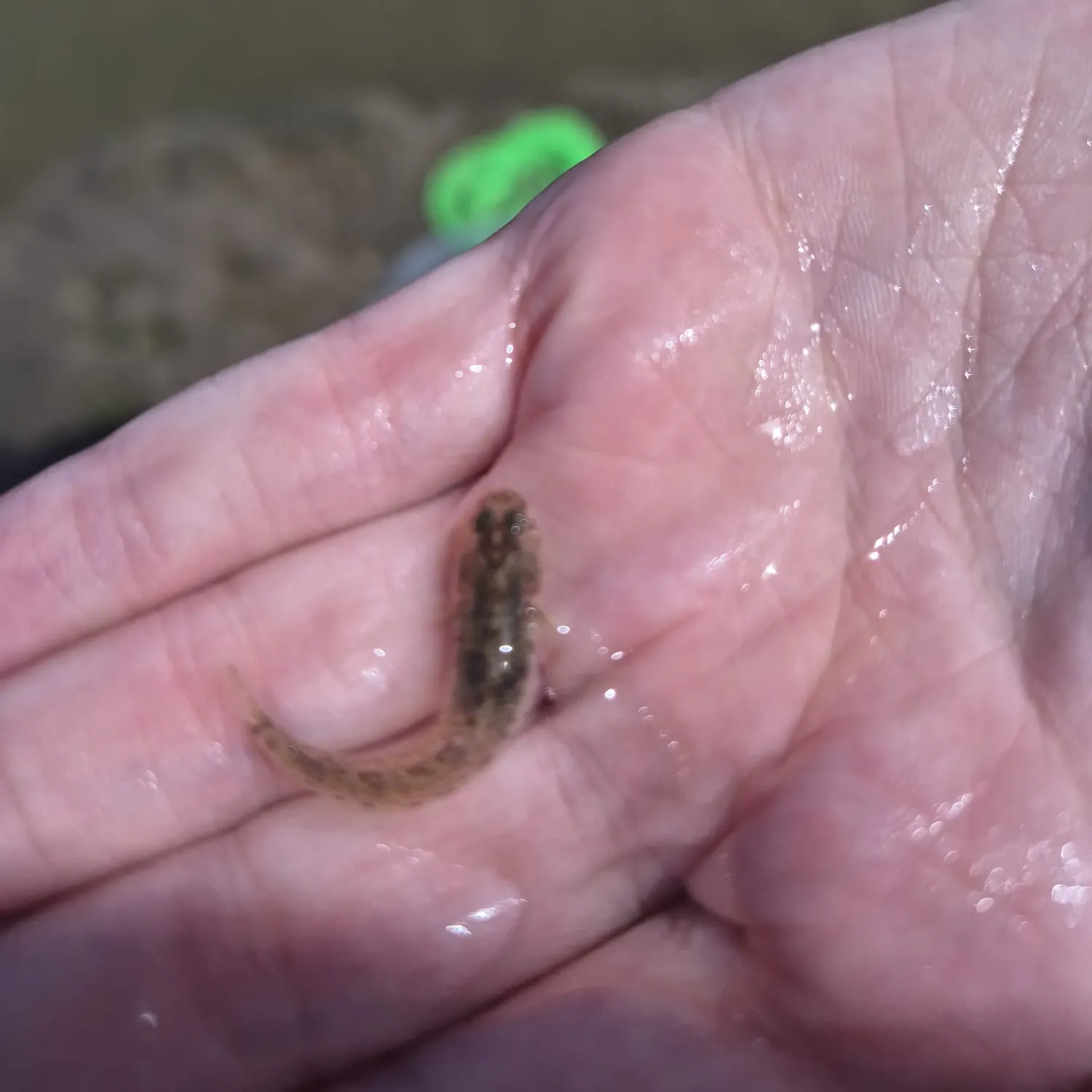 The most recent Common goby catches on Fishbrain