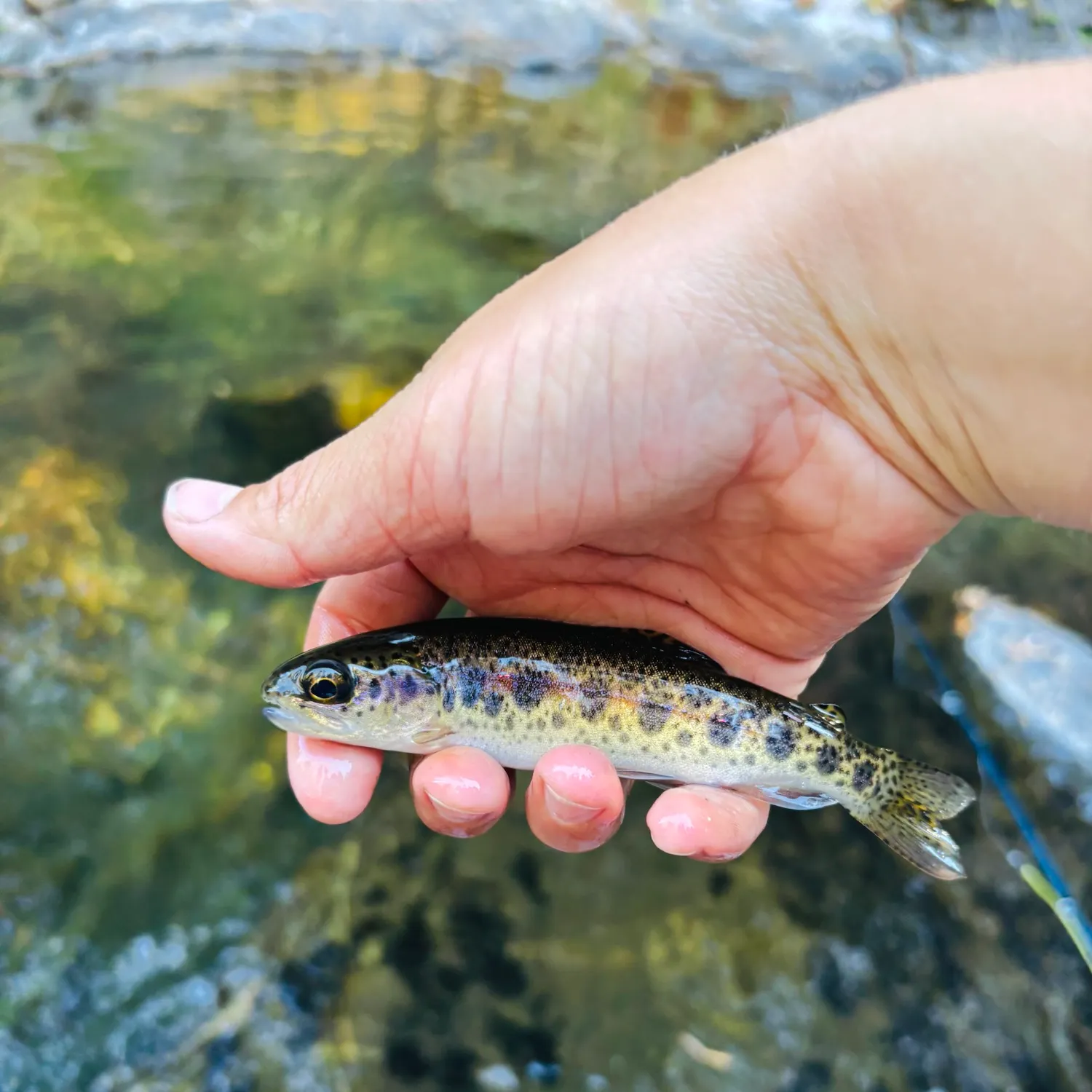 Rainbow trout caught on Fishbrain