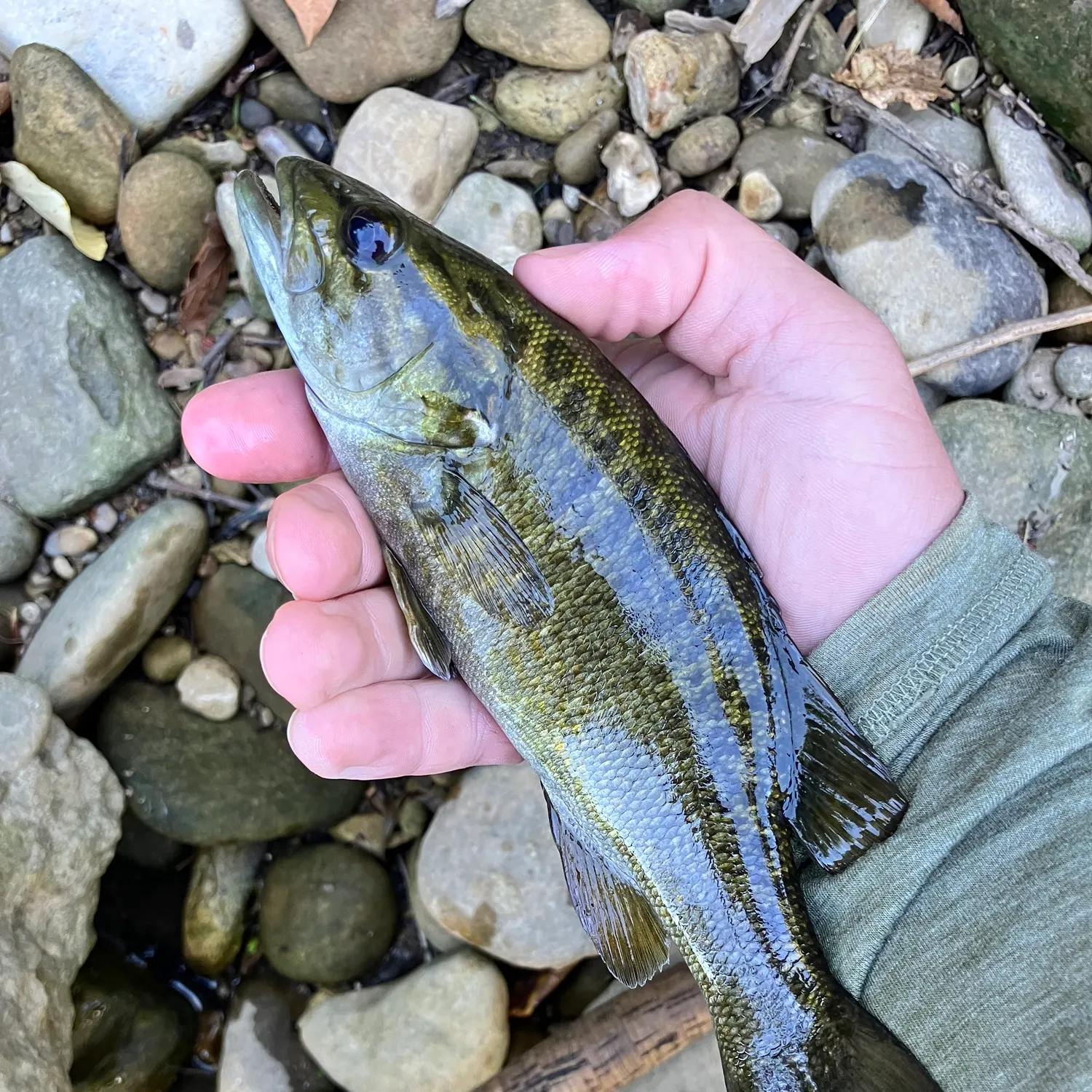 Smallmouth bass caught on Fishbrain