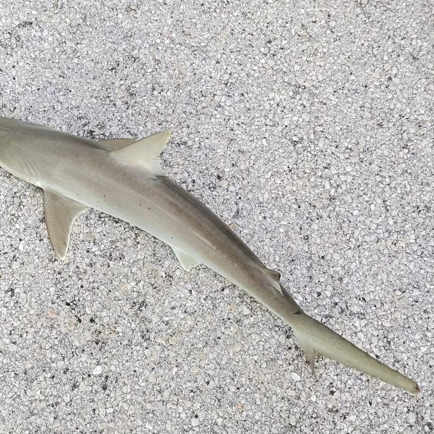 The most recent Blacknose shark catches on Fishbrain