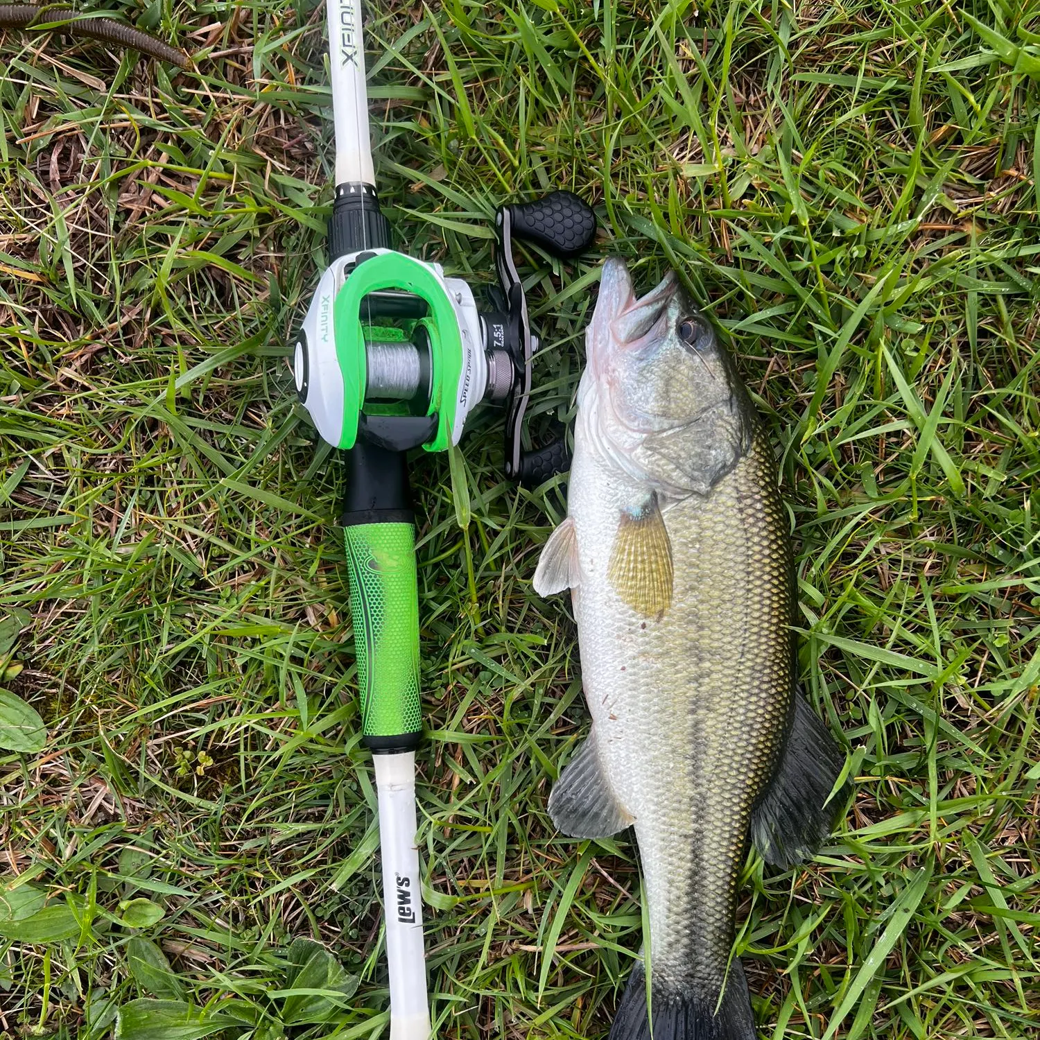 Largemouth bass caught on Fishbrain