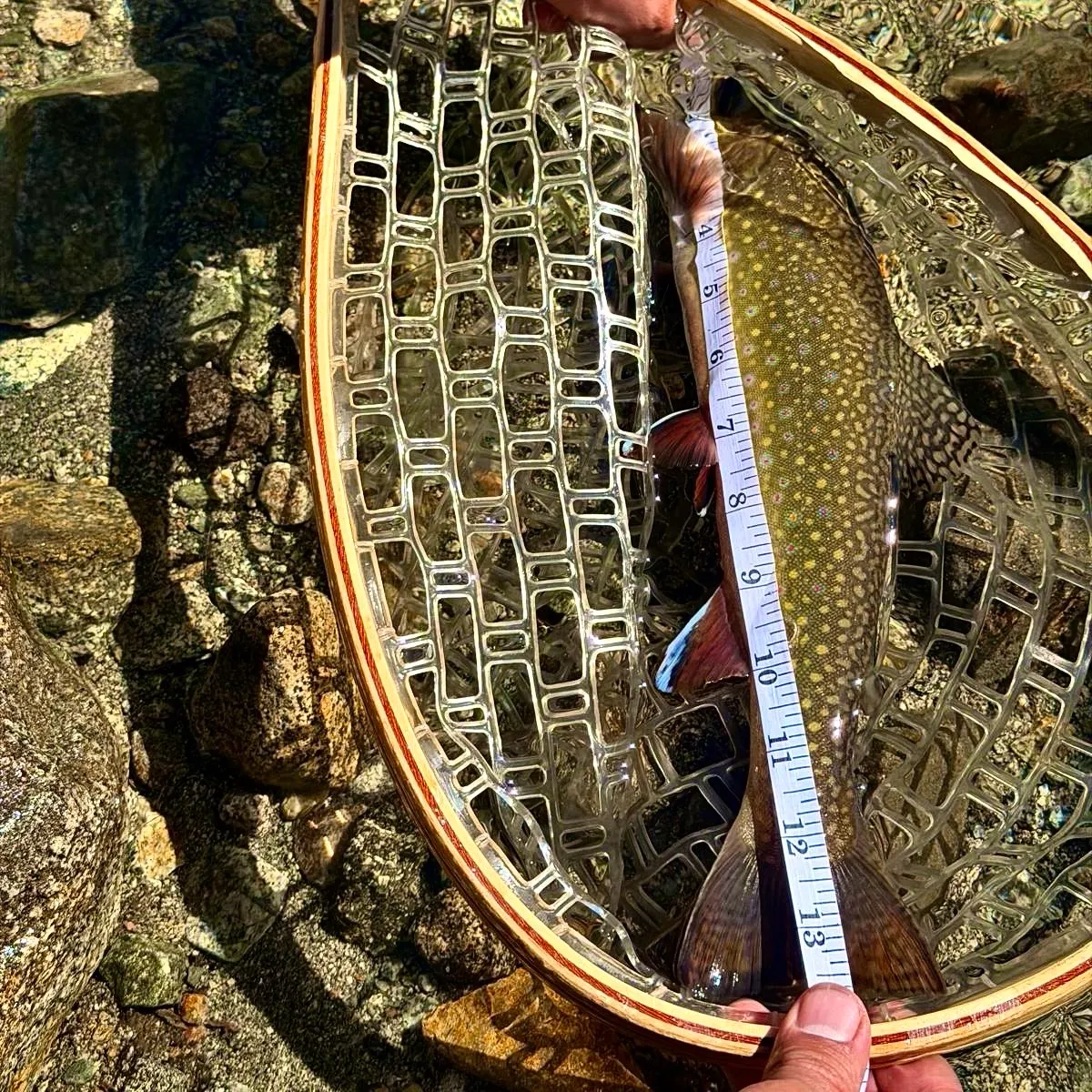 Brook trout caught on Fishbrain