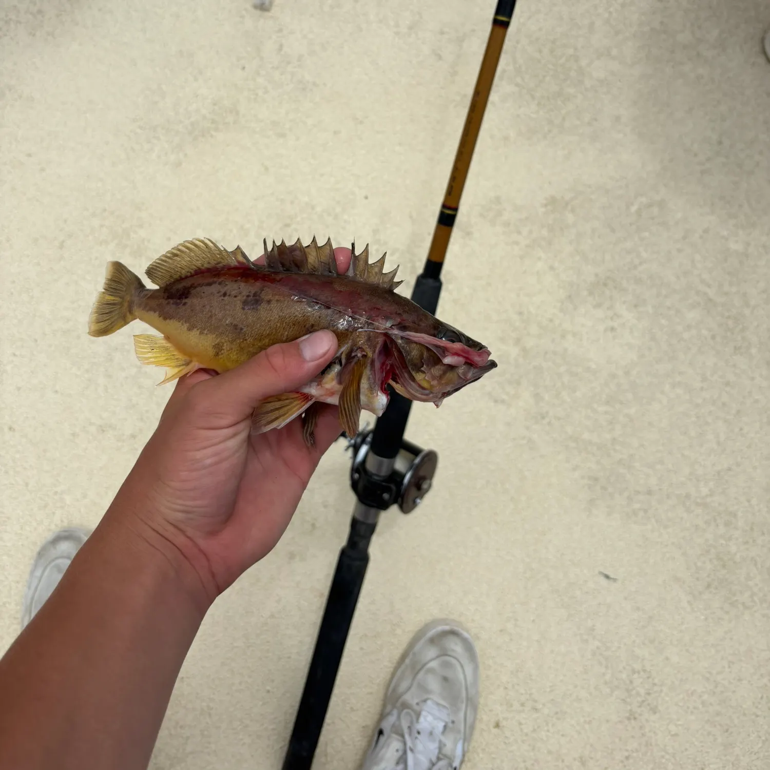 The most recent Squarespot rockfish catches on Fishbrain