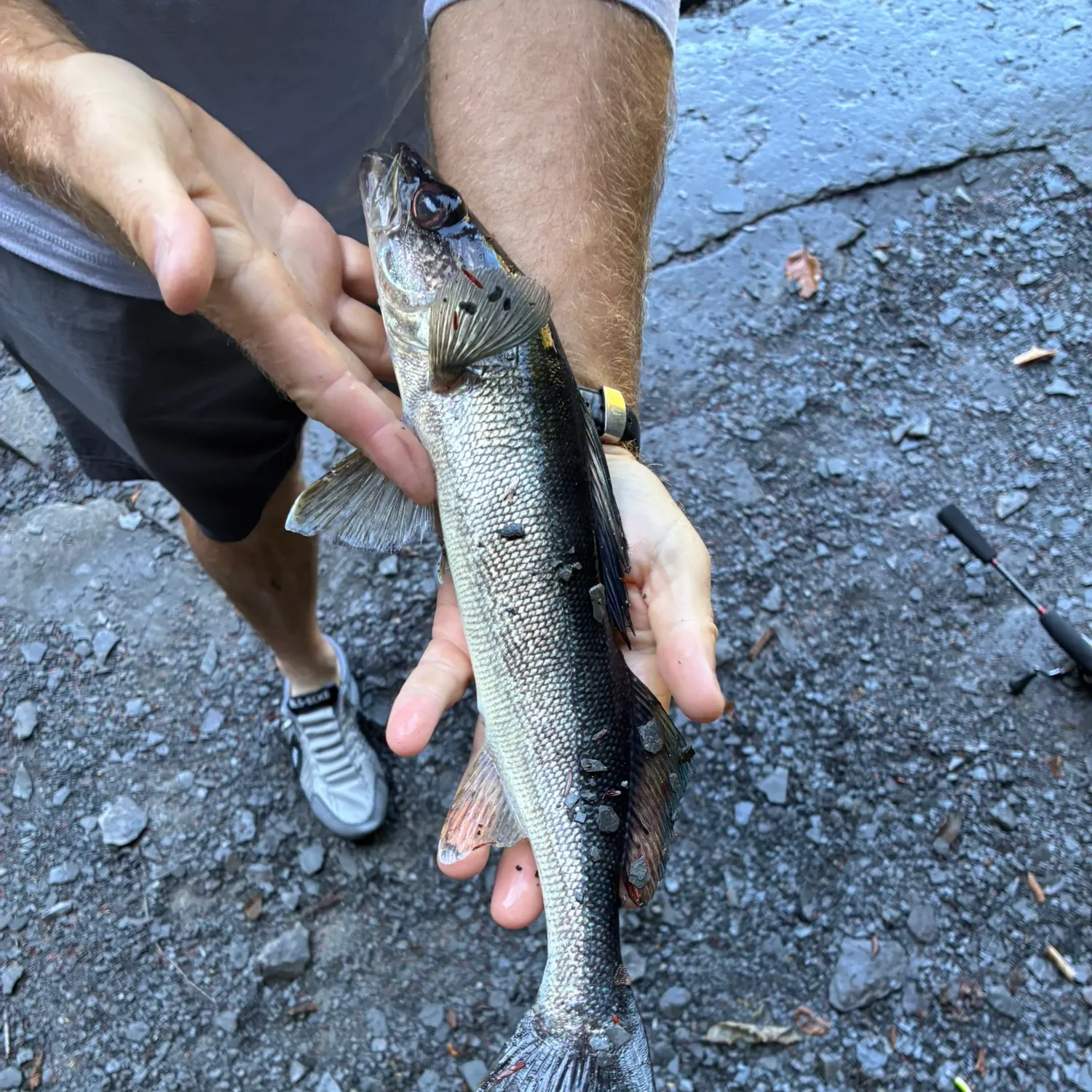 Walleye caught on Fishbrain