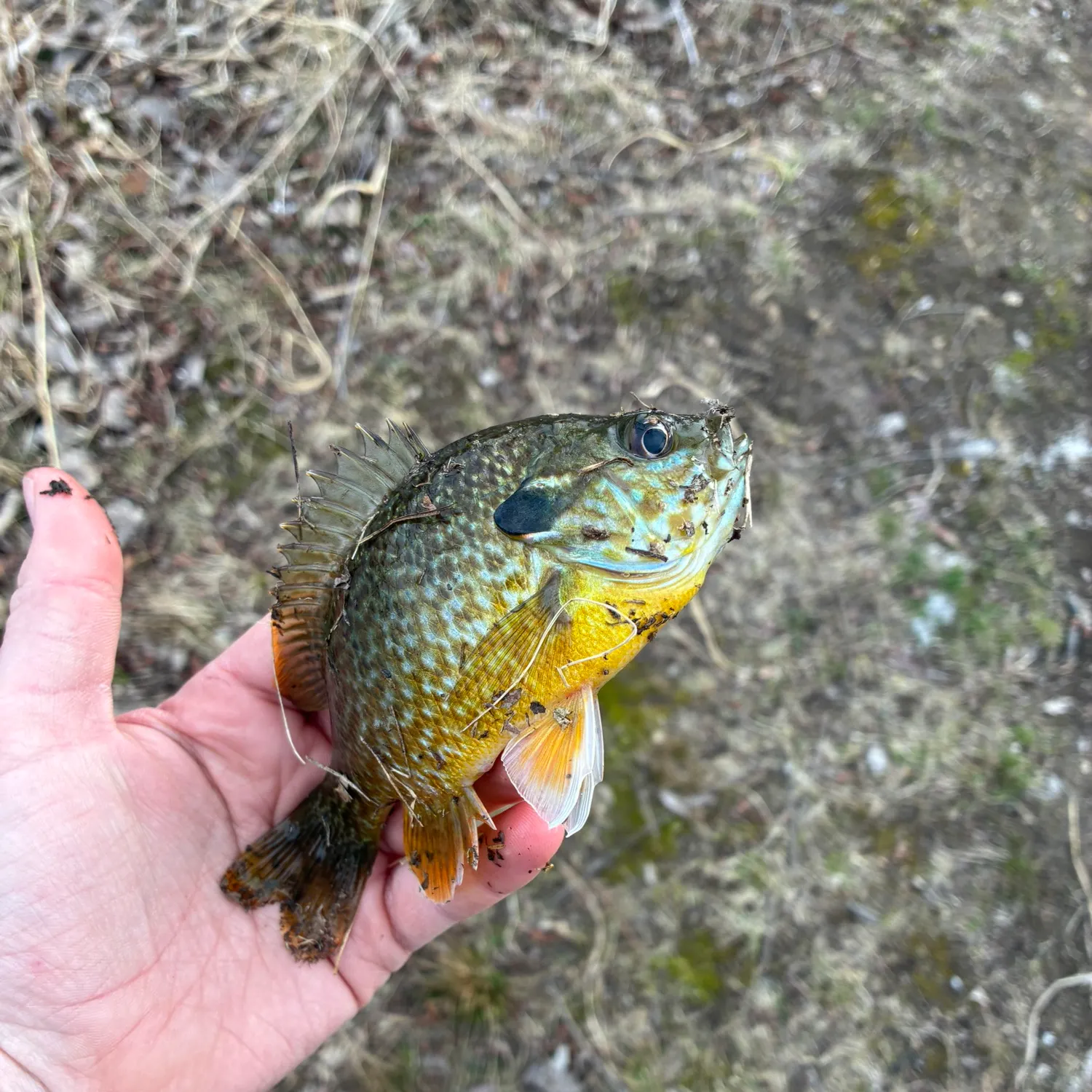 The most recent Greengill hybrid catches on Fishbrain