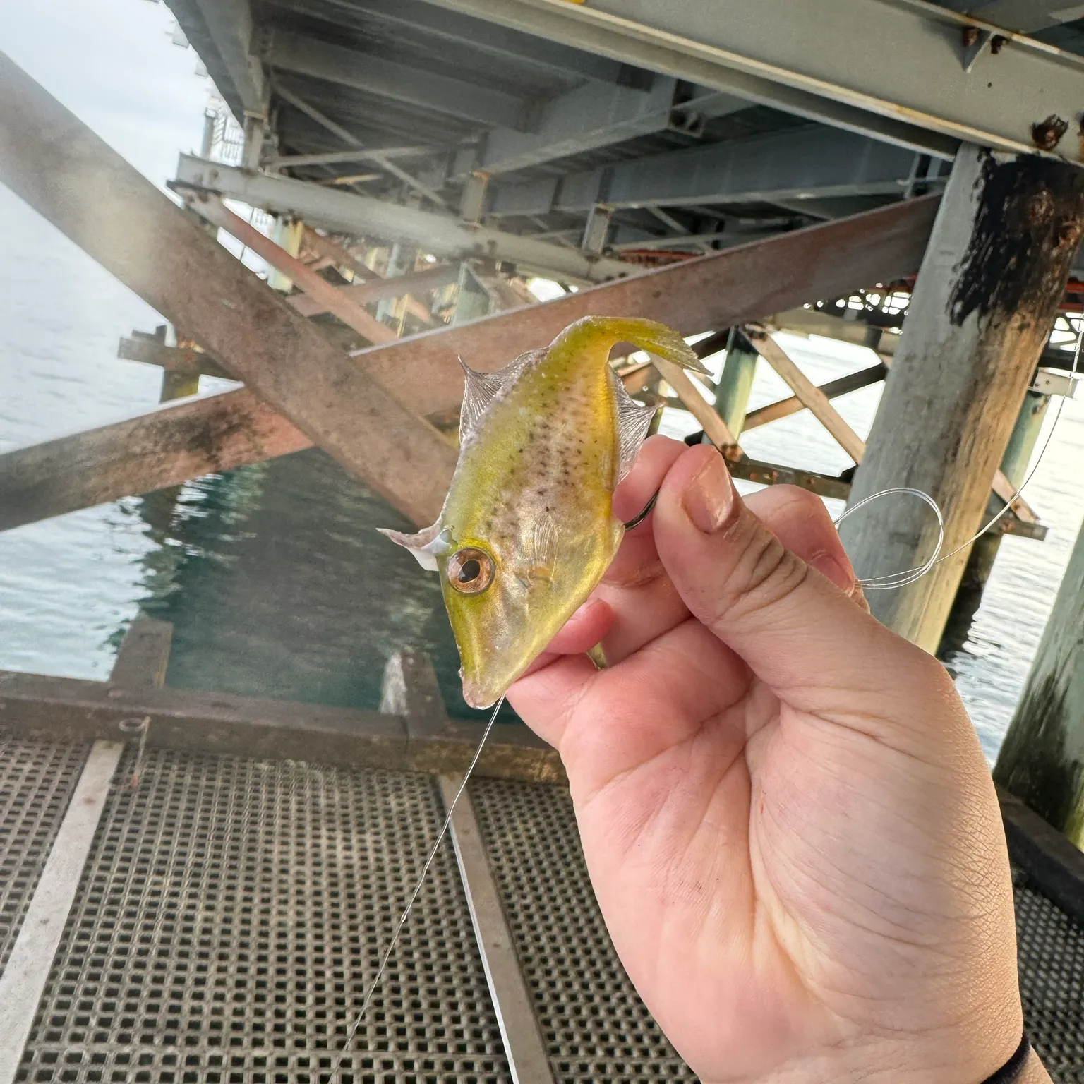 The most recent Yellowfin leatherjacket catches on Fishbrain