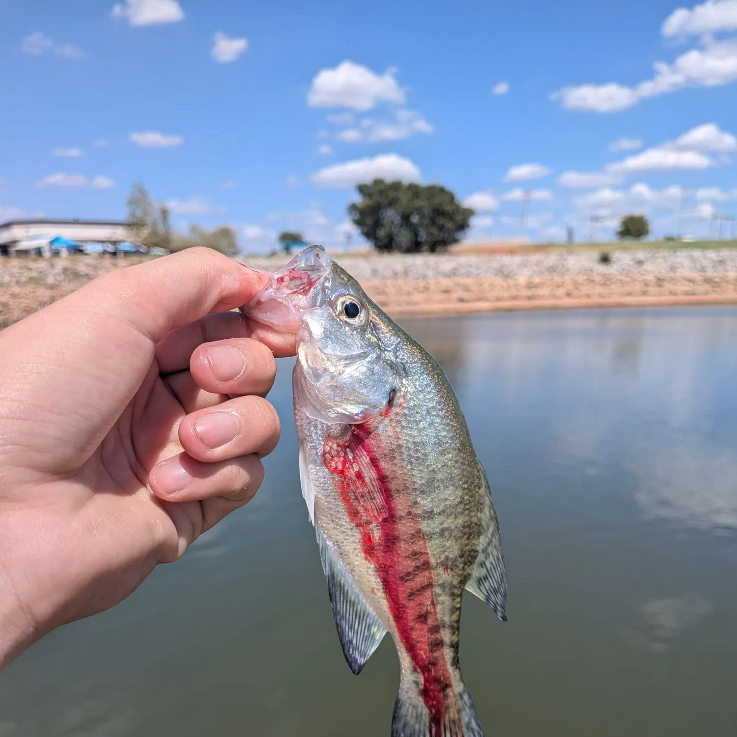 White crappie caught on Fishbrain