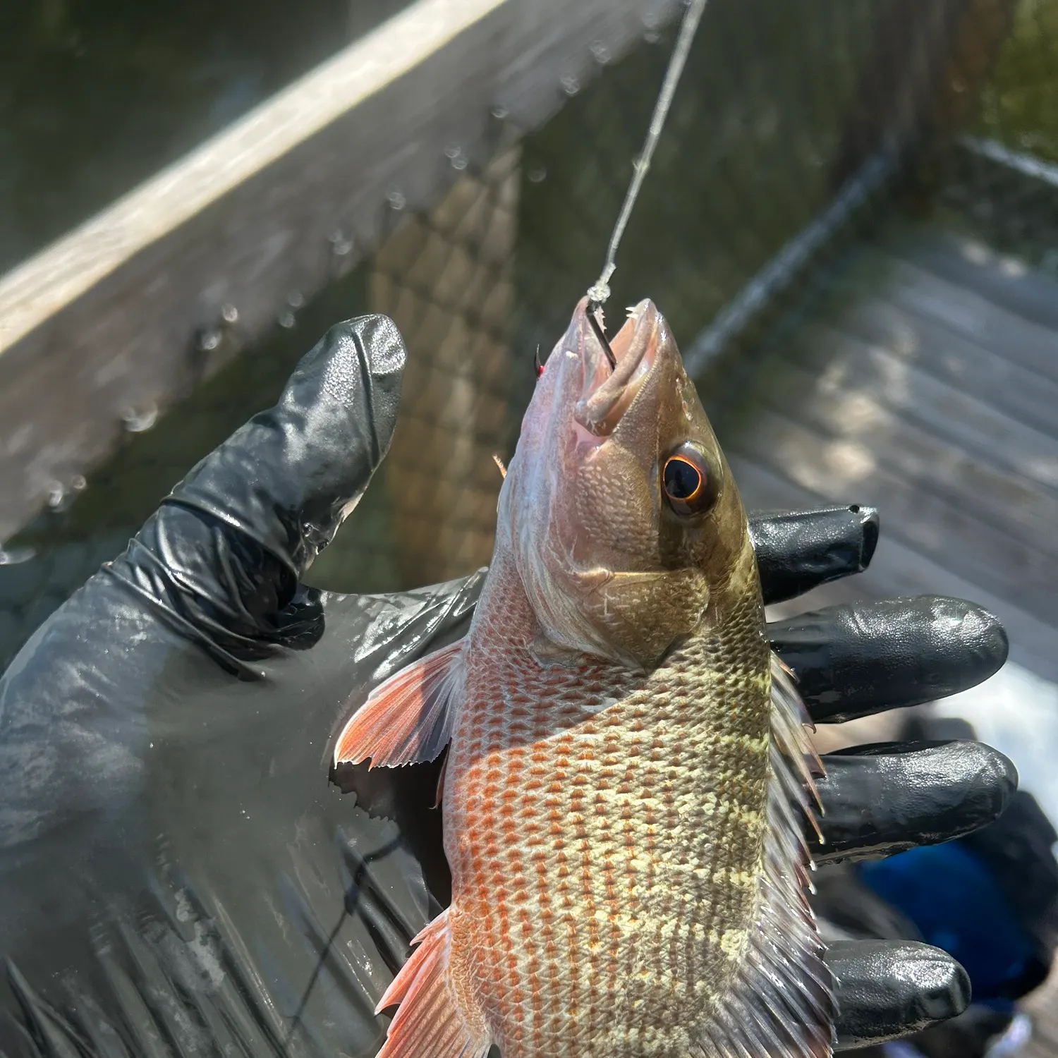 catch