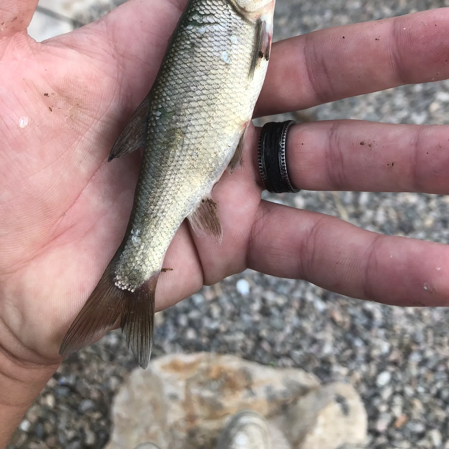The most recent Utah chub catches on Fishbrain