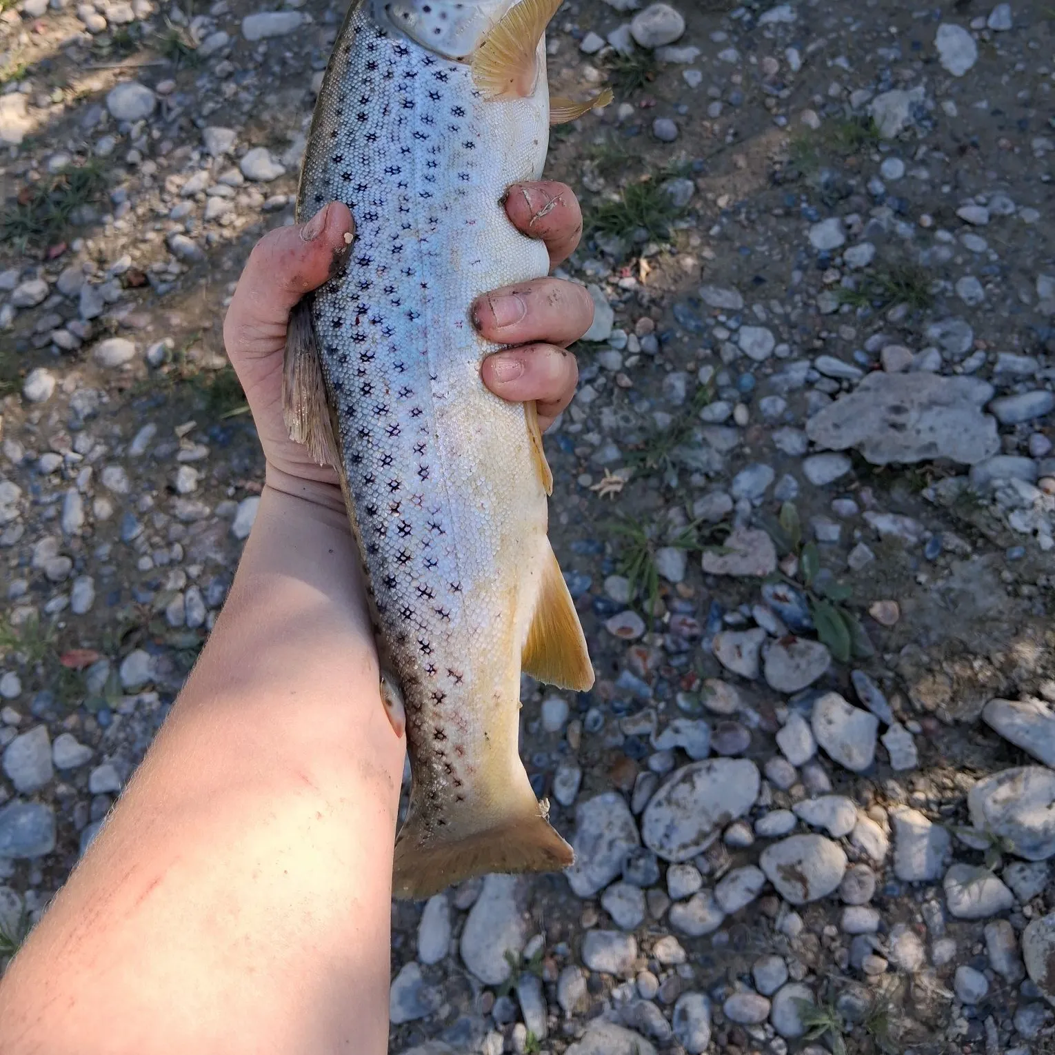 Brown trout caught on Fishbrain