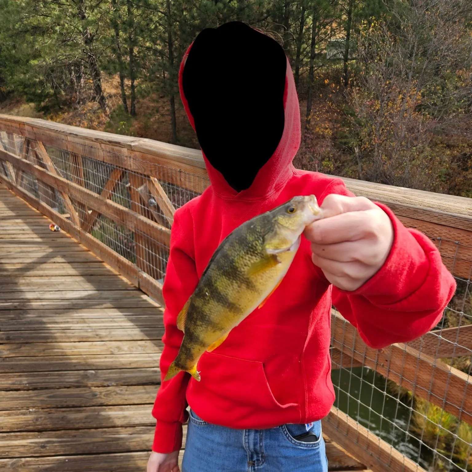 Yellow perch caught on Fishbrain