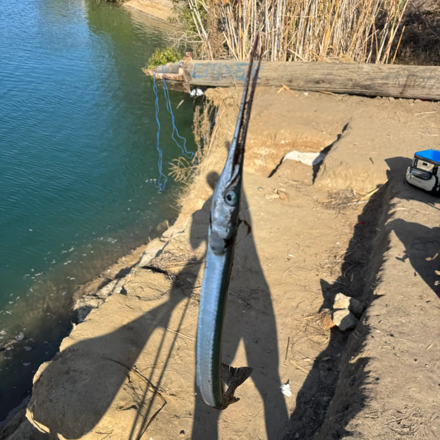 The most recent Long tail glass knife fish catches on Fishbrain