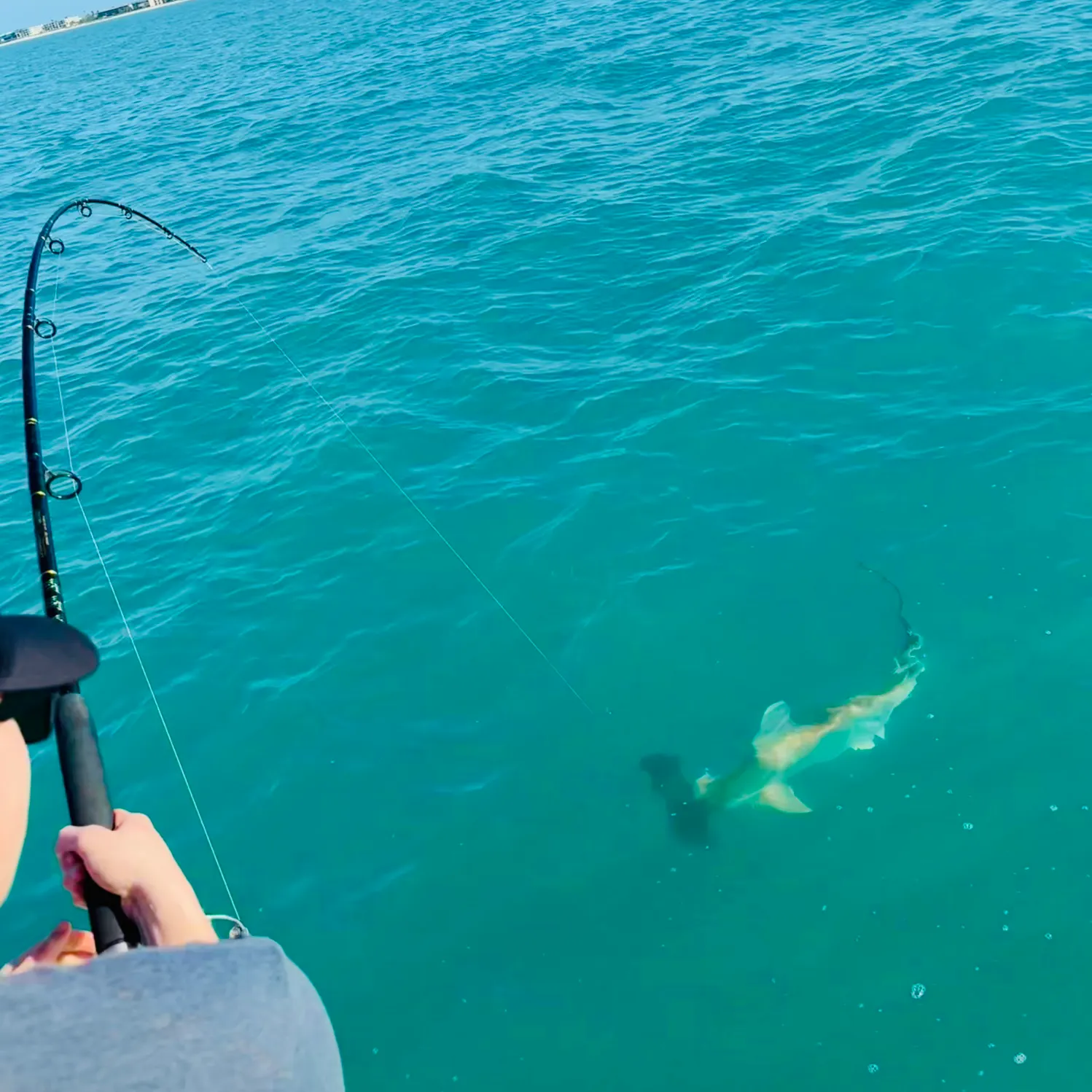 The most recent Scalloped hammerhead shark catches on Fishbrain