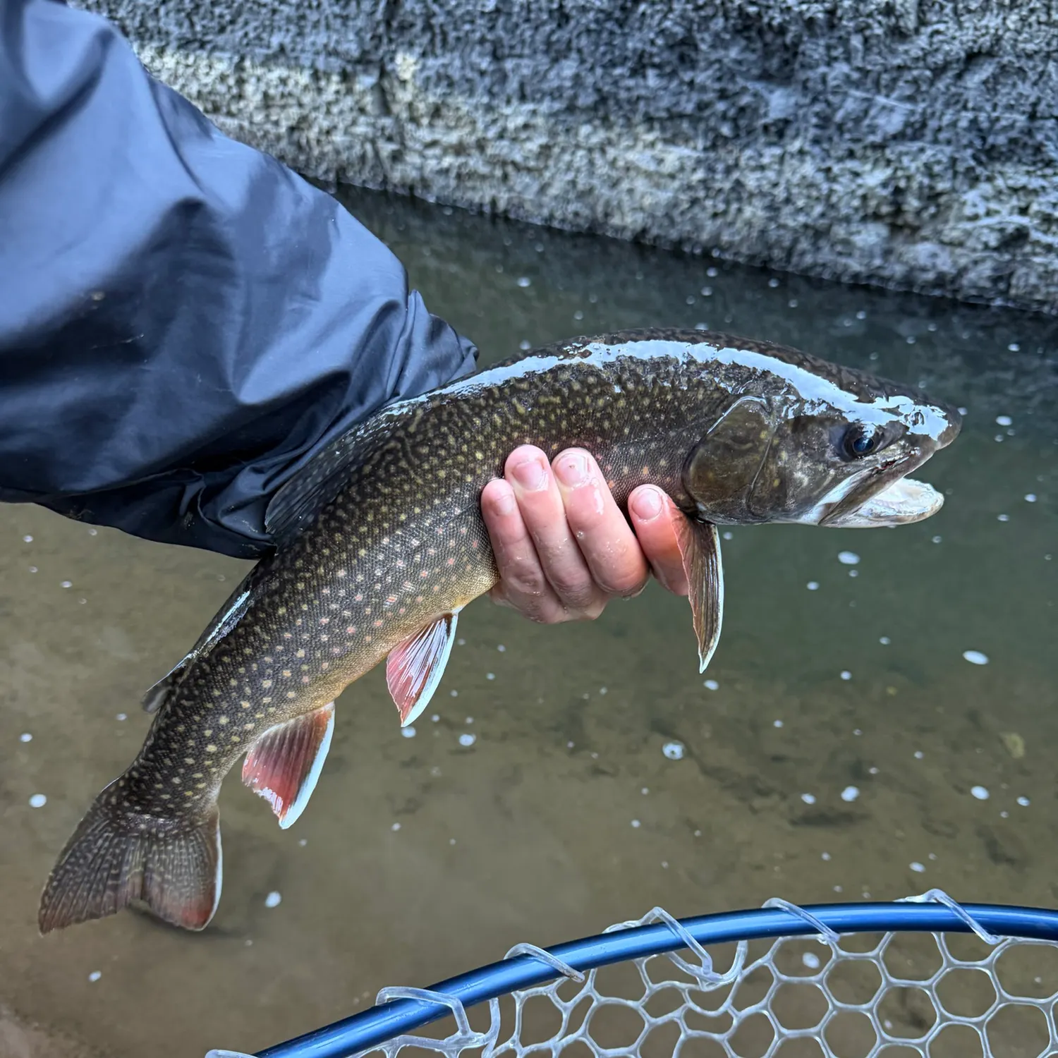 Brook trout caught on Fishbrain