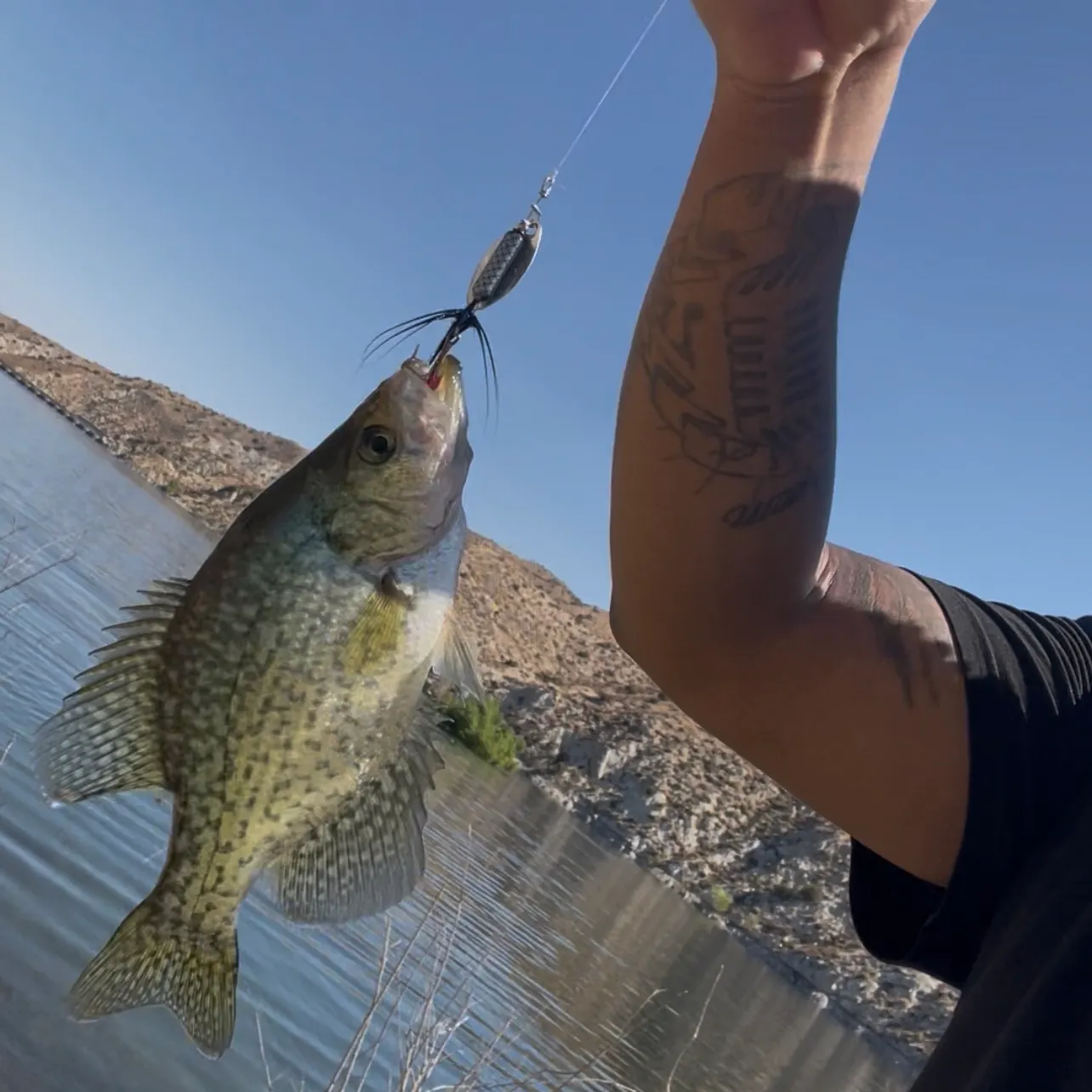 Black crappie caught on Fishbrain